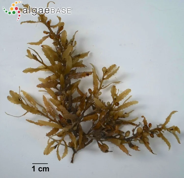 Sargassum fluitans. Image courtesy of Algae Base.