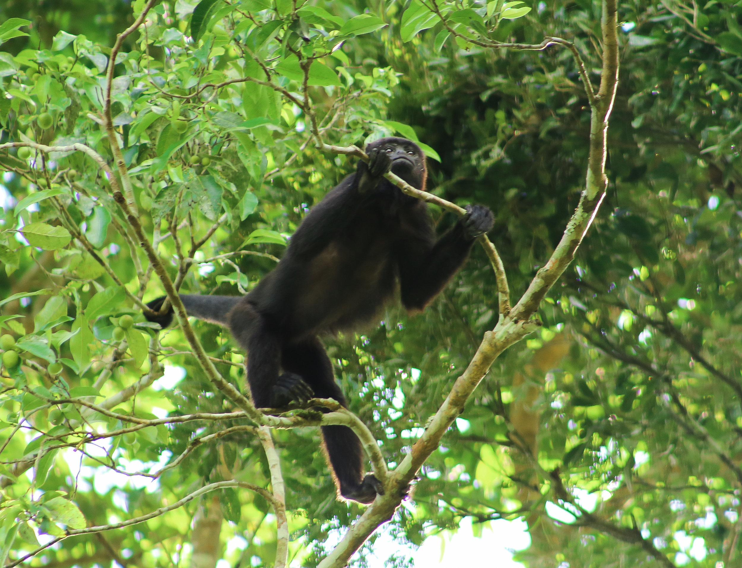 Howler monkey perched in the jungle canopy above.