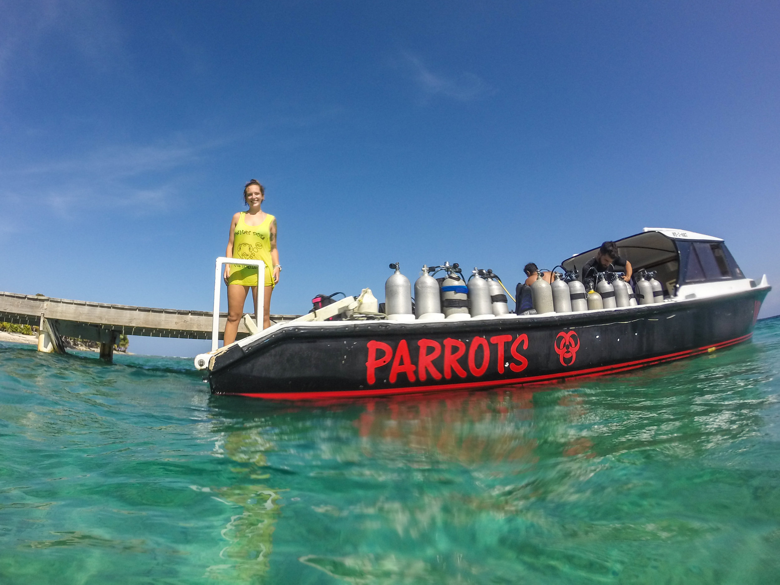 Dolphins Greet Our Dive Boat in Utila: Clip