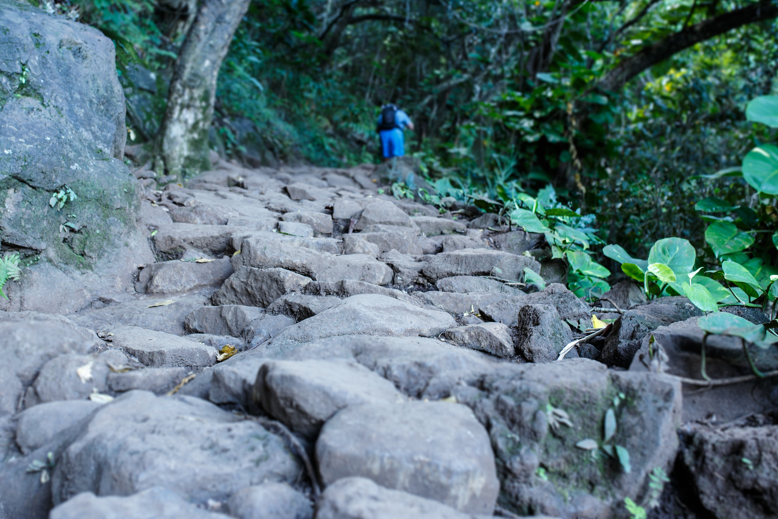  The first half mile of the trail is lined with stones to make hiking in all conditions super simple. 