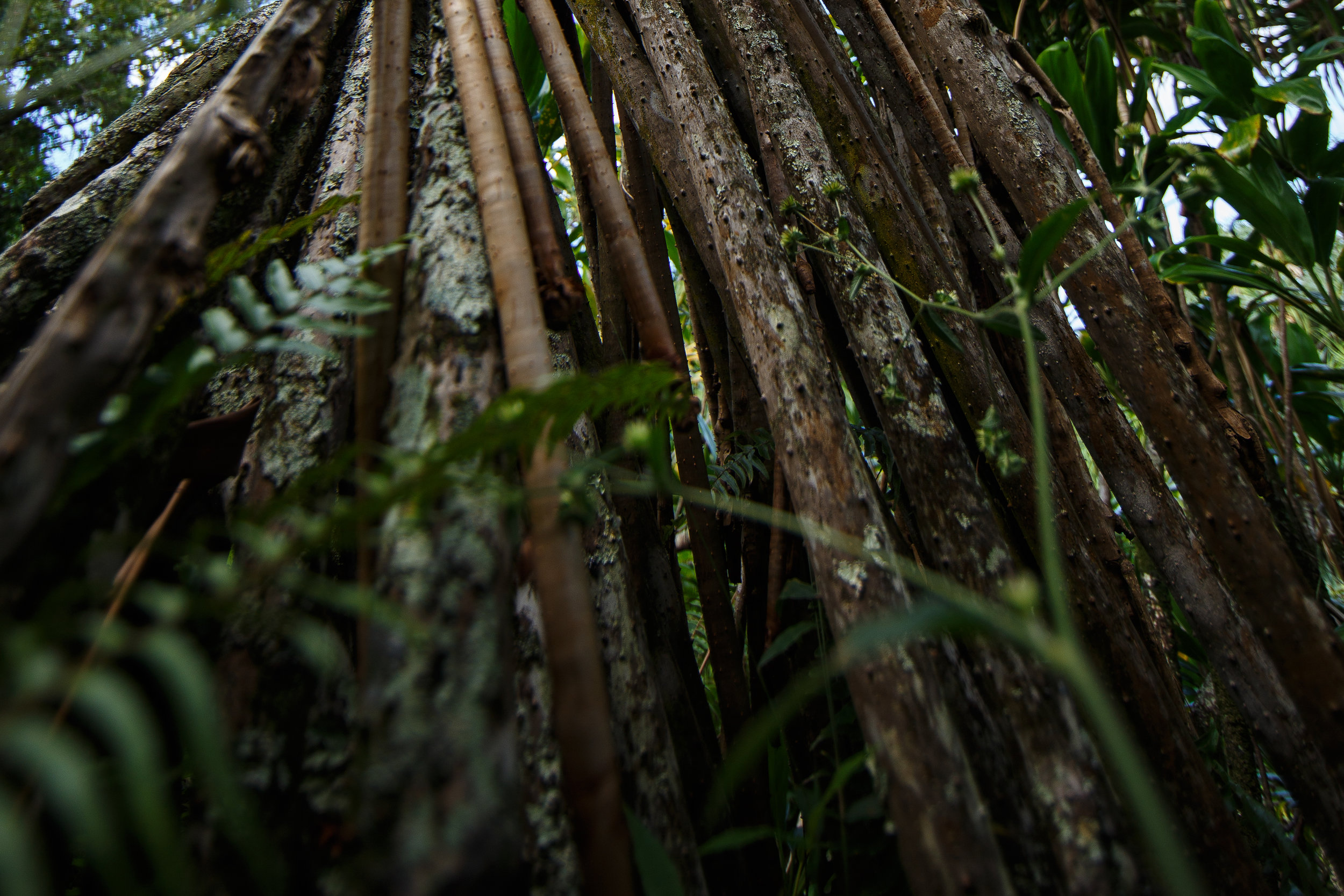  Above-ground root systems like these help to prevent erosion along the trail. 