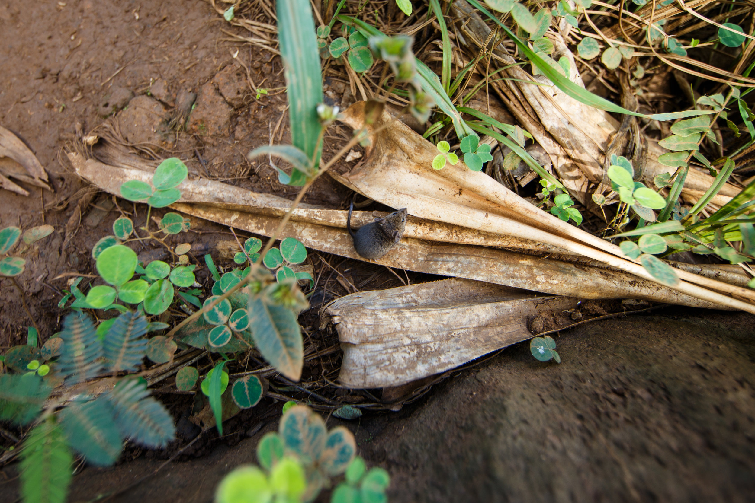  A tiny (maybe 1-inch) mouse scurried down the trail and stopped just beside my boot to pose. 