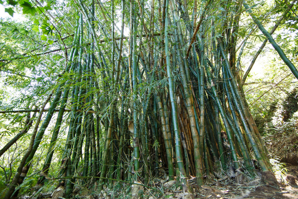  After turning to climb back into Hanakapi’ai Valley from the beach to head to the waterfalls, you’ll pass through thickets of towering bamboo like this one. 