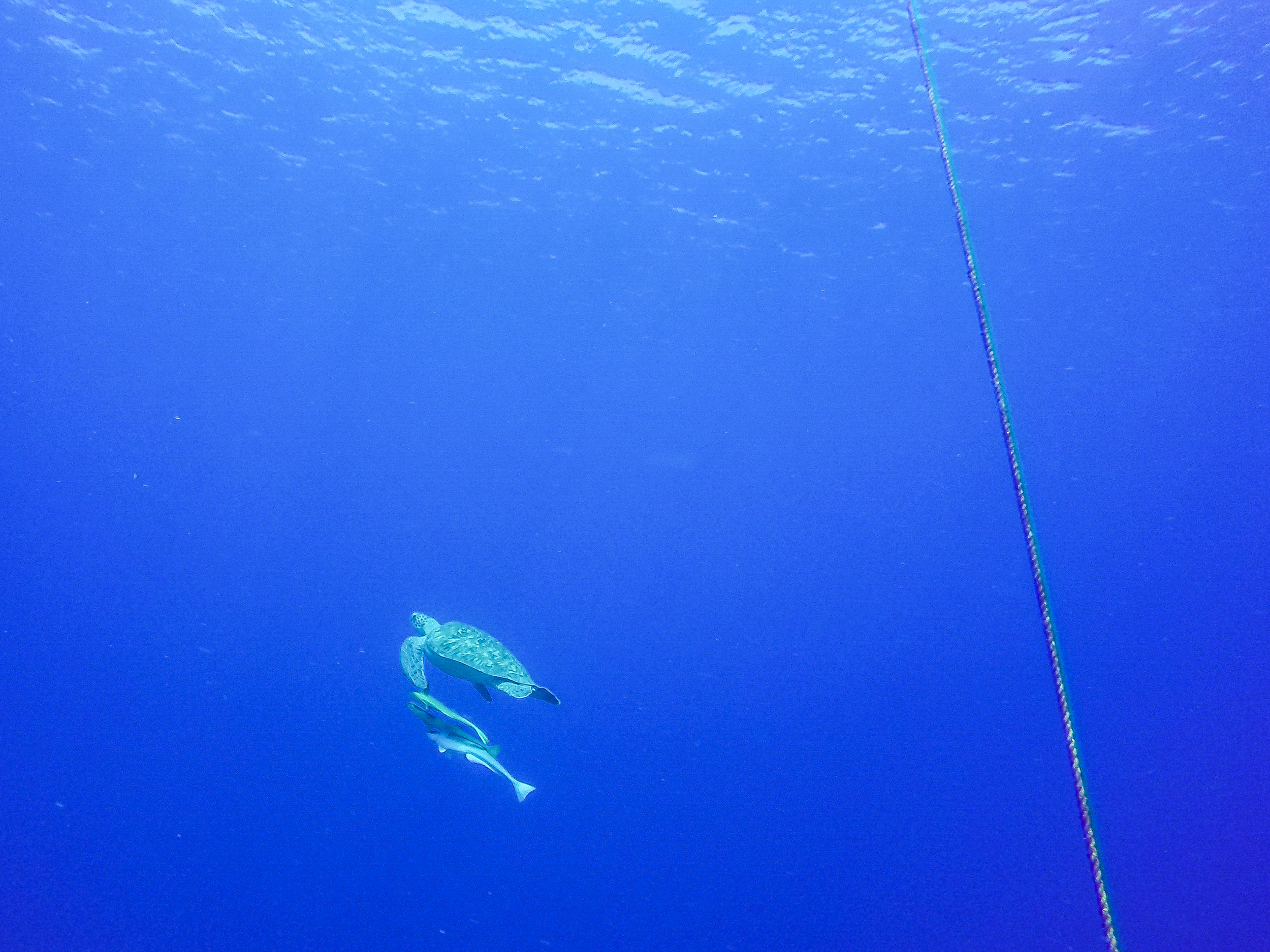 Turtle Swims with Remoras