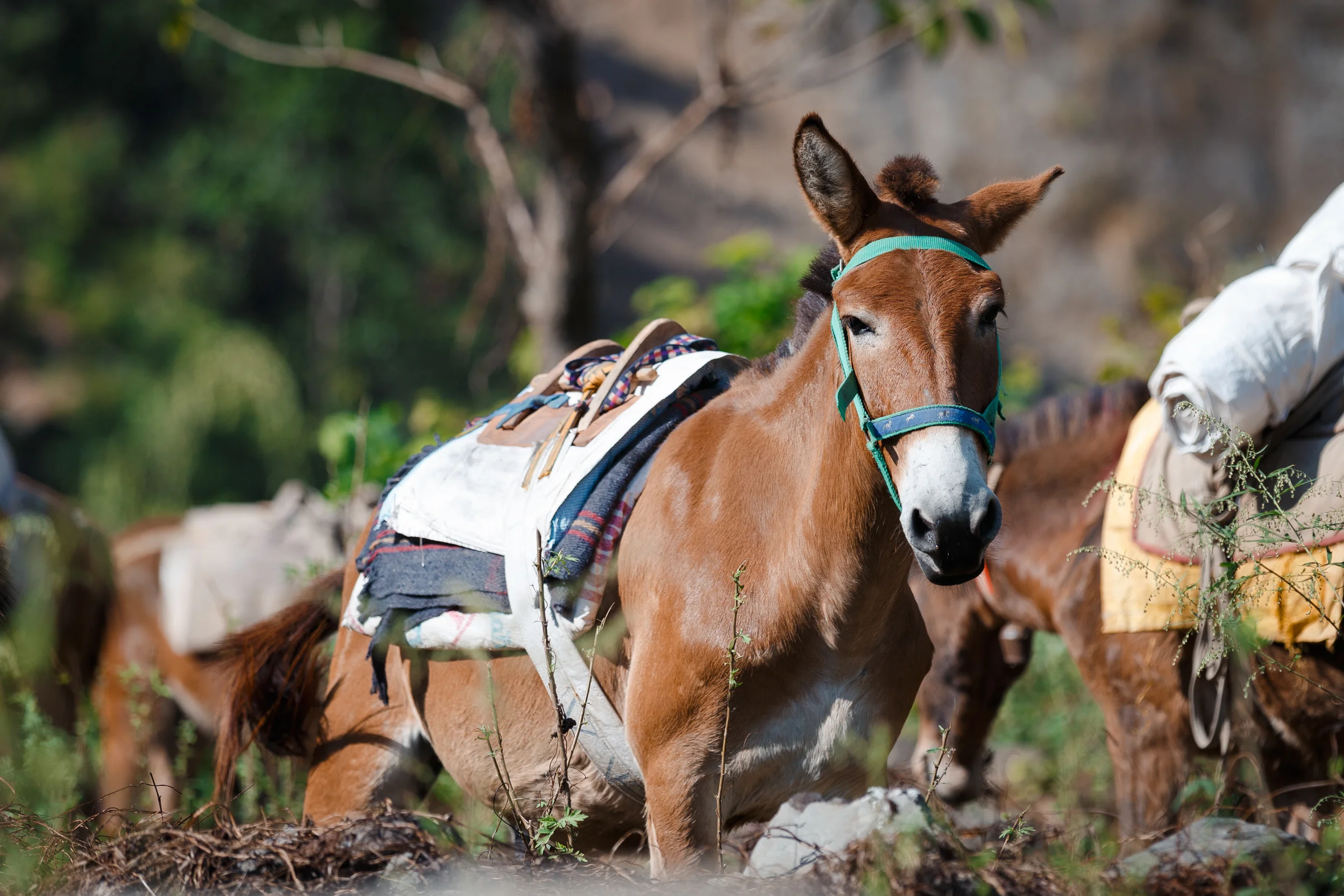 Gorkha Donkey