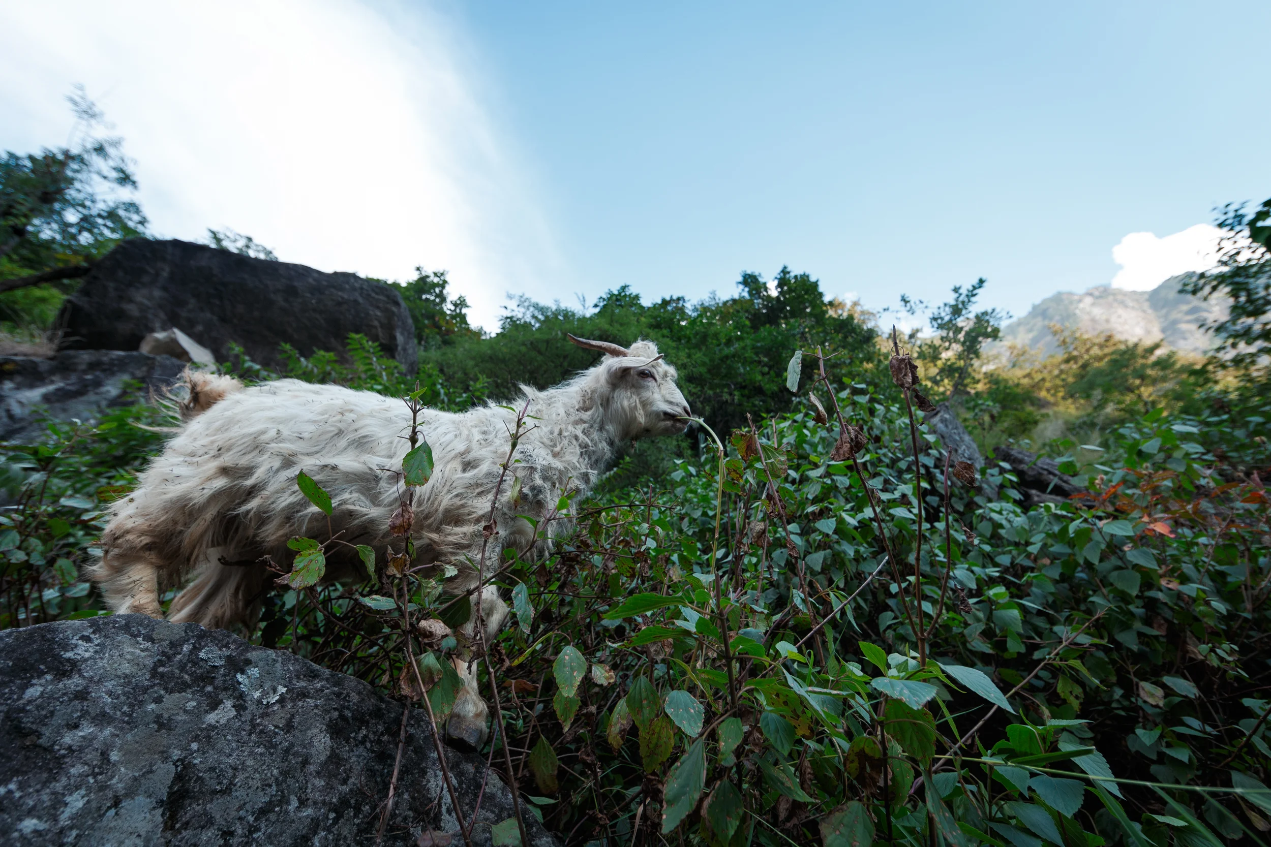 Grazing Mountain Goat