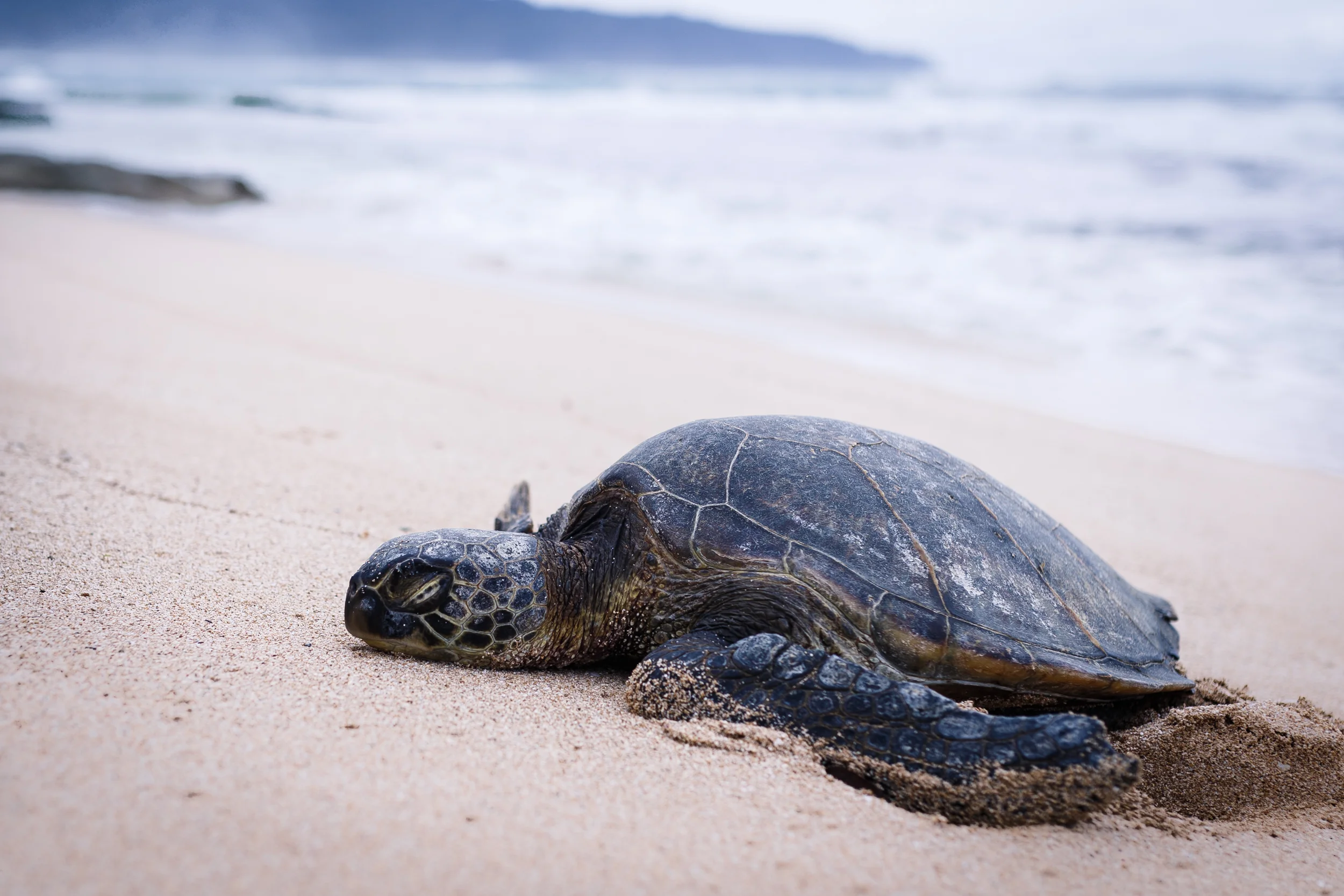 Honu World