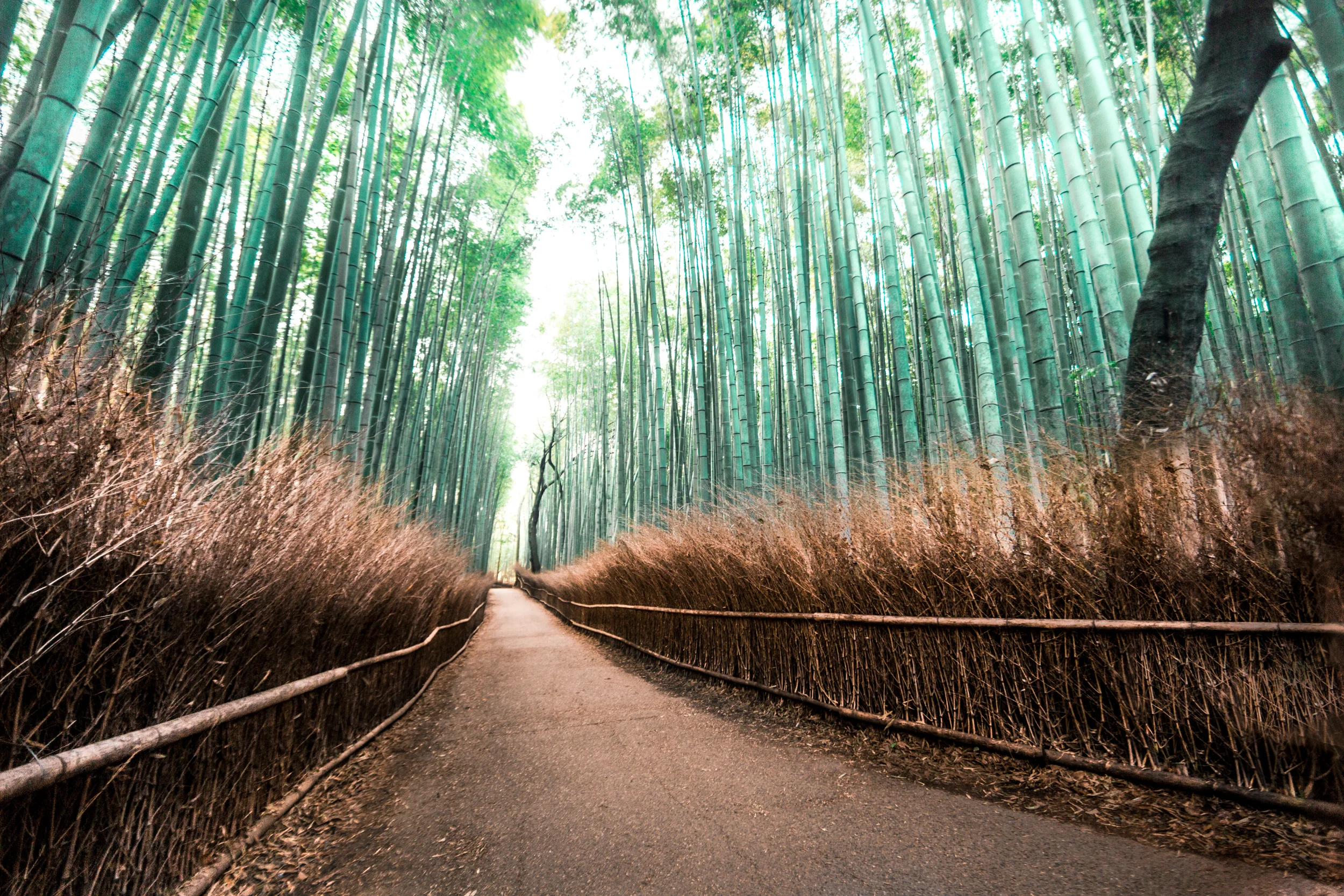 Arashiyama, Japan: Beyond the Bamboo