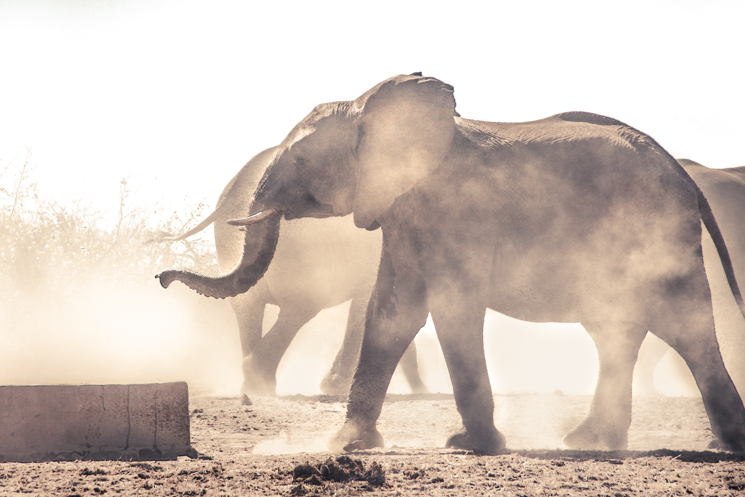 Elephants in the Dust