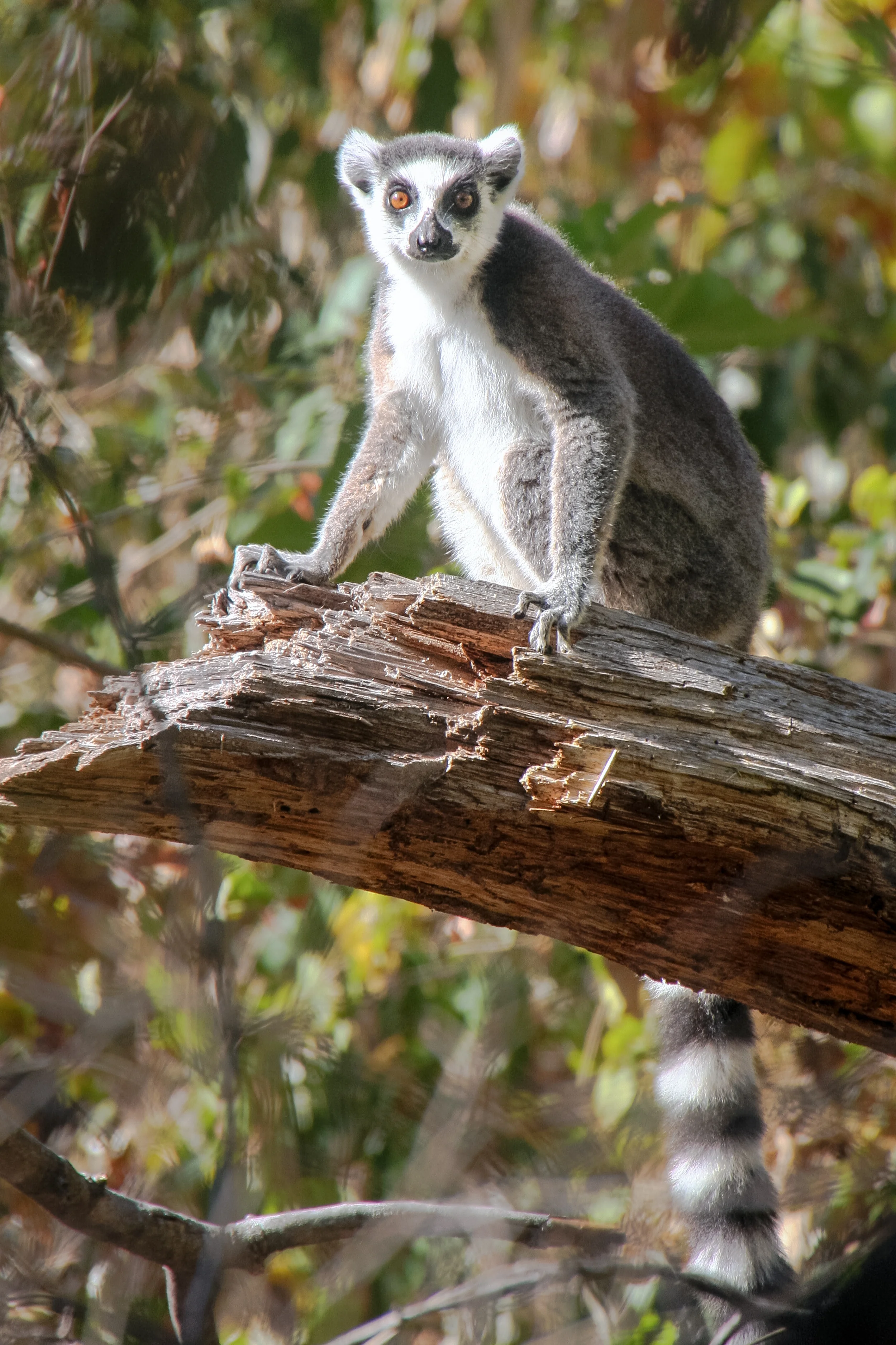 Ring-Tailed Lemur