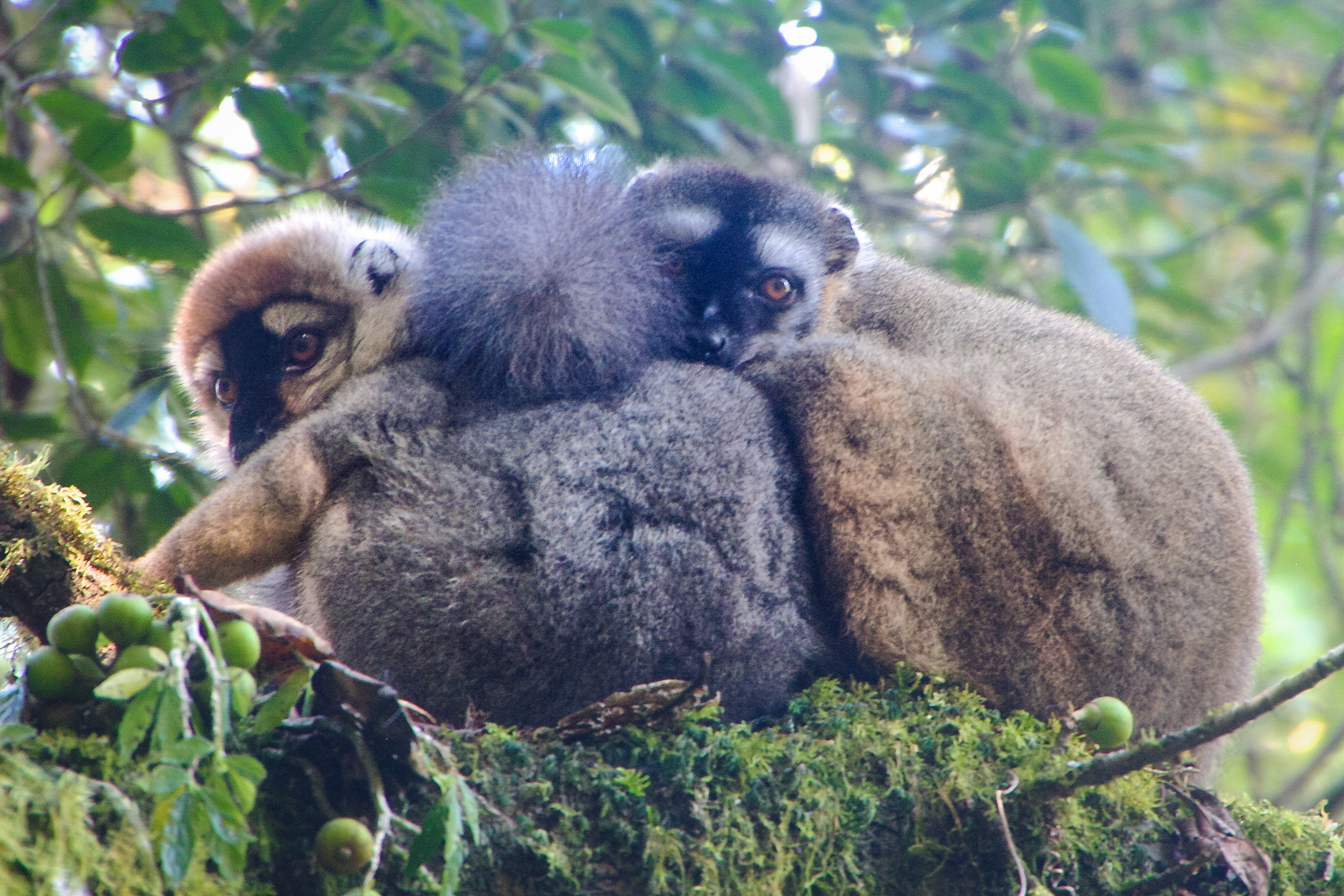 Lemurs in Ranomafana Madagascar