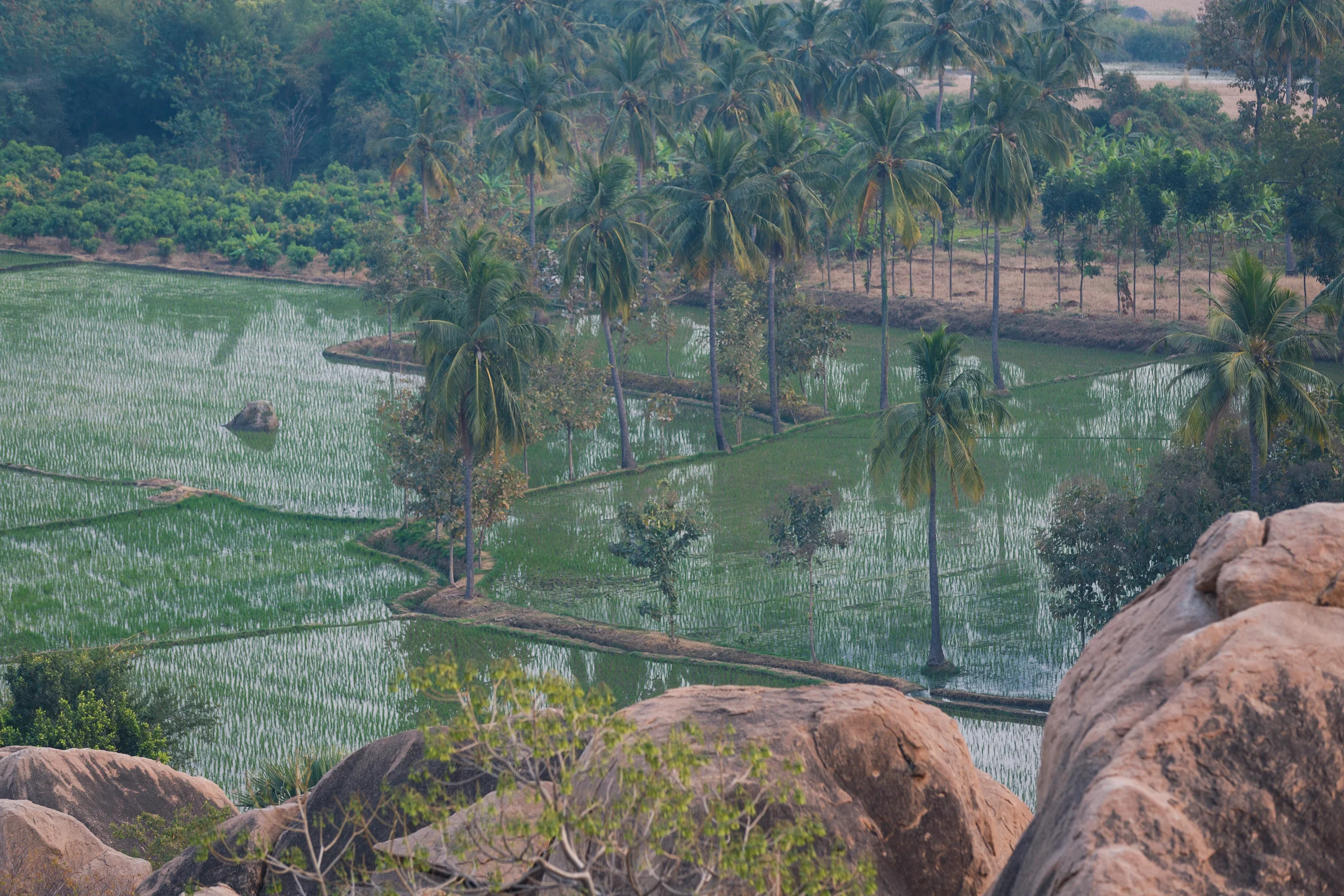 Rice paddies along the river on Hampi Island.