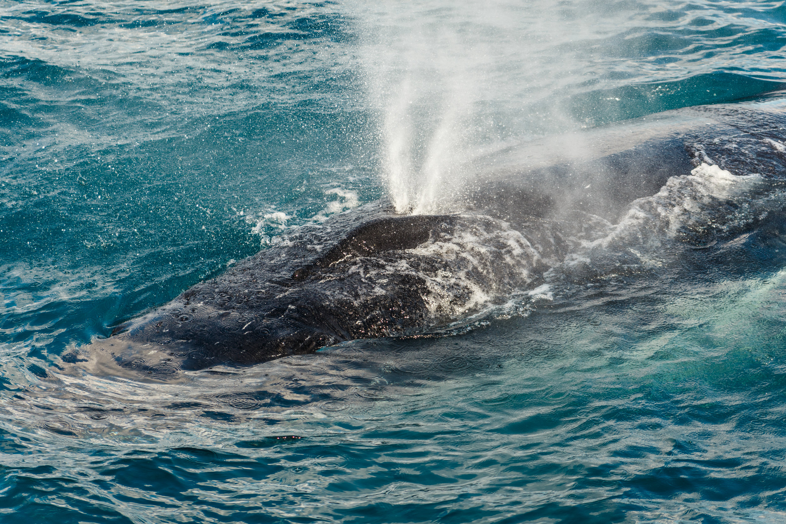  Blowhole spray from a humpback whale. 