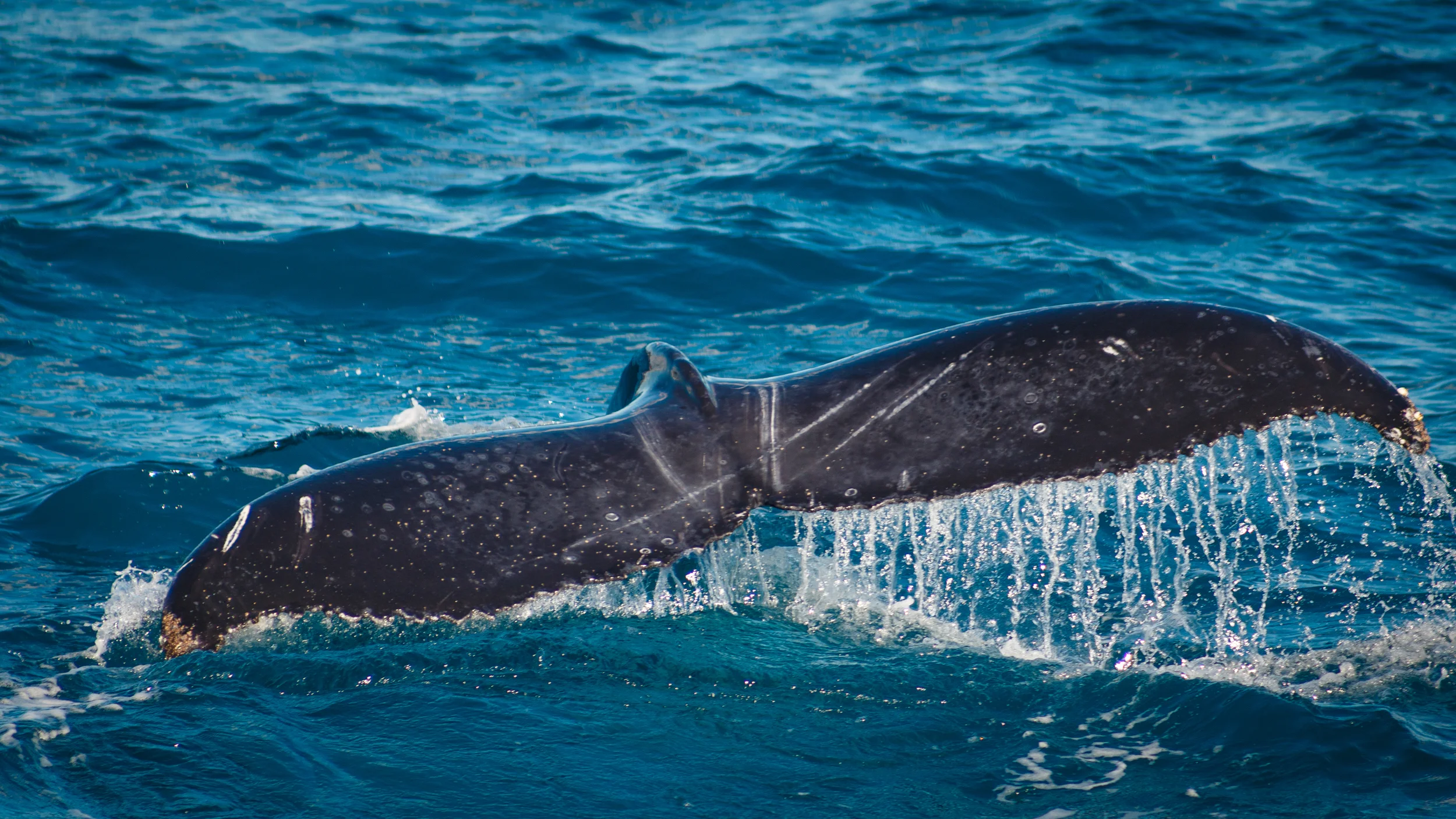  Humpback tail fluke. 