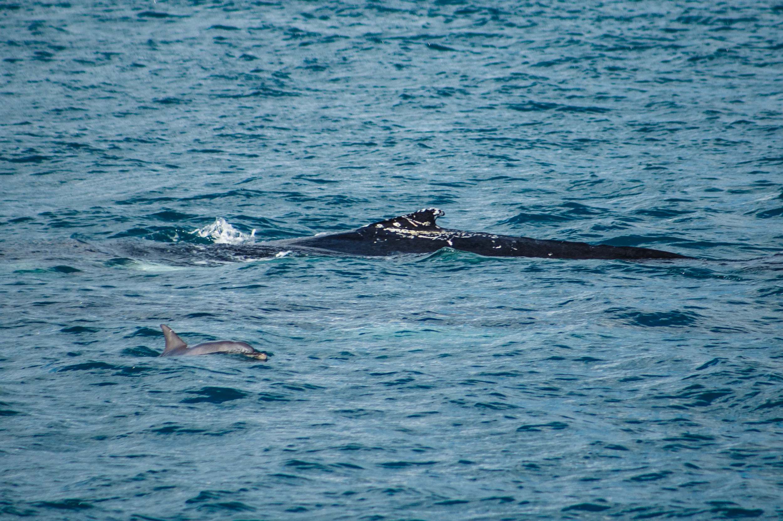 A dolphin and humpback whale swim together.
