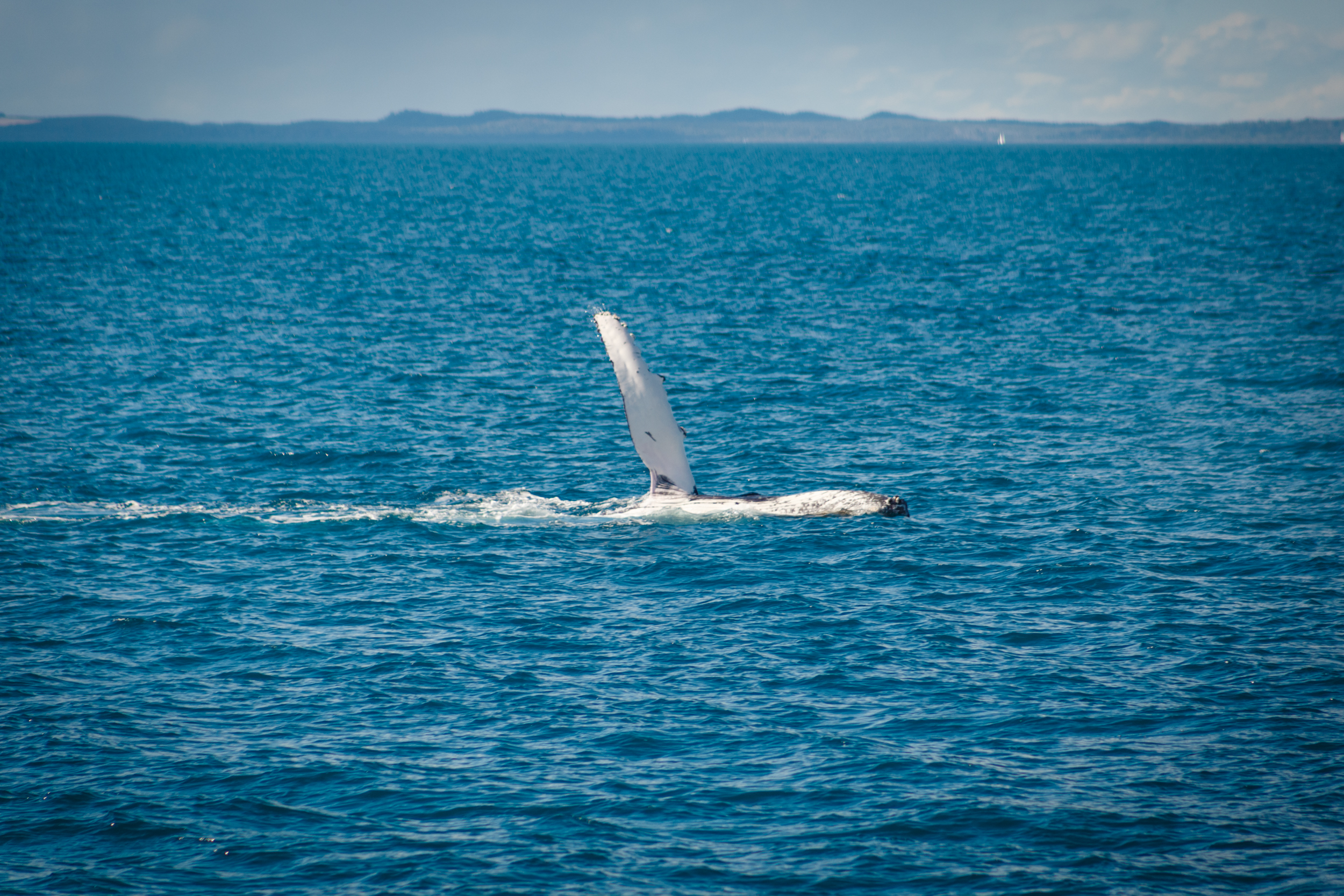  The dorsal fin wave of a humpback. 