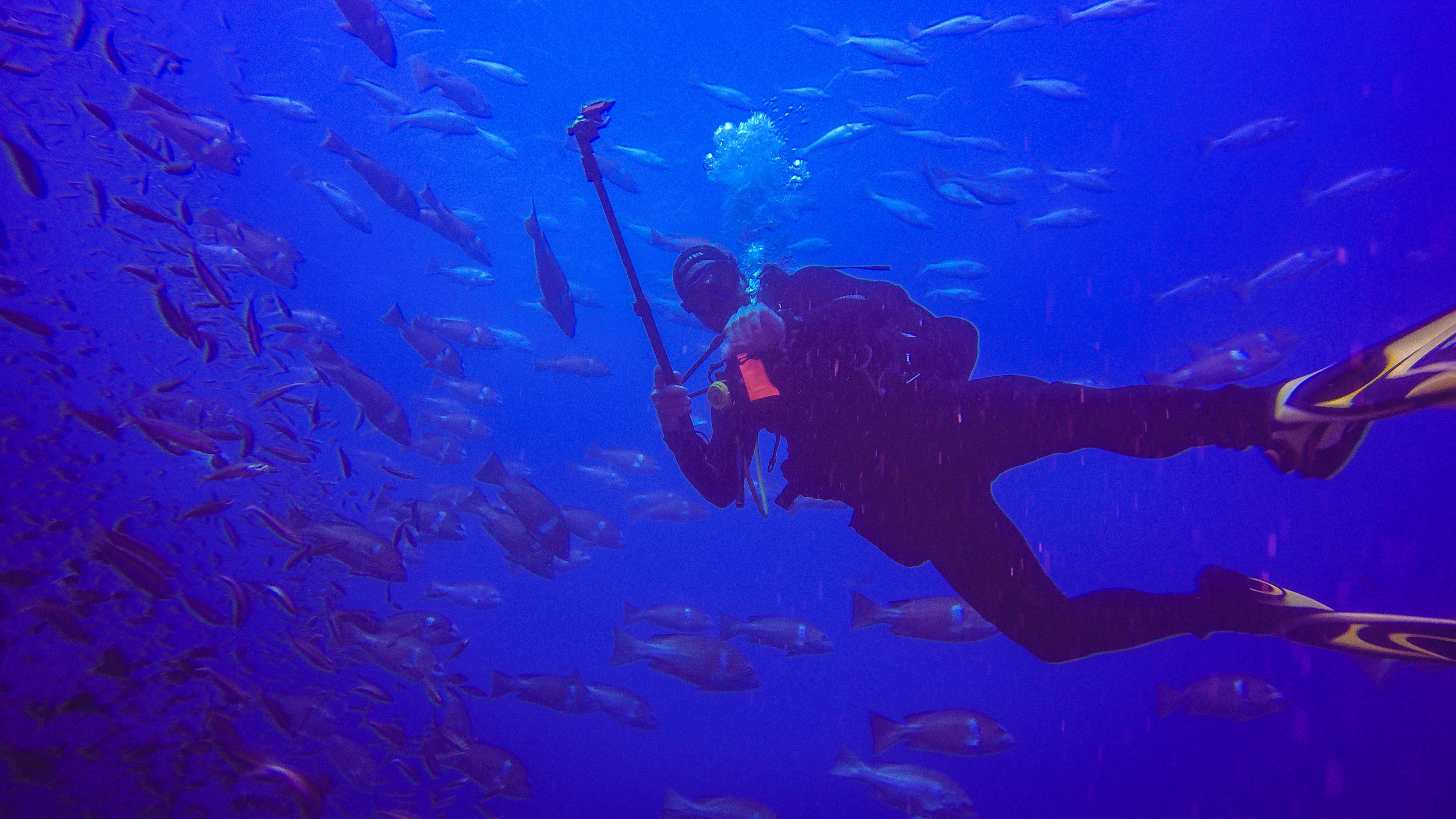 Diver in a school of barracuda.