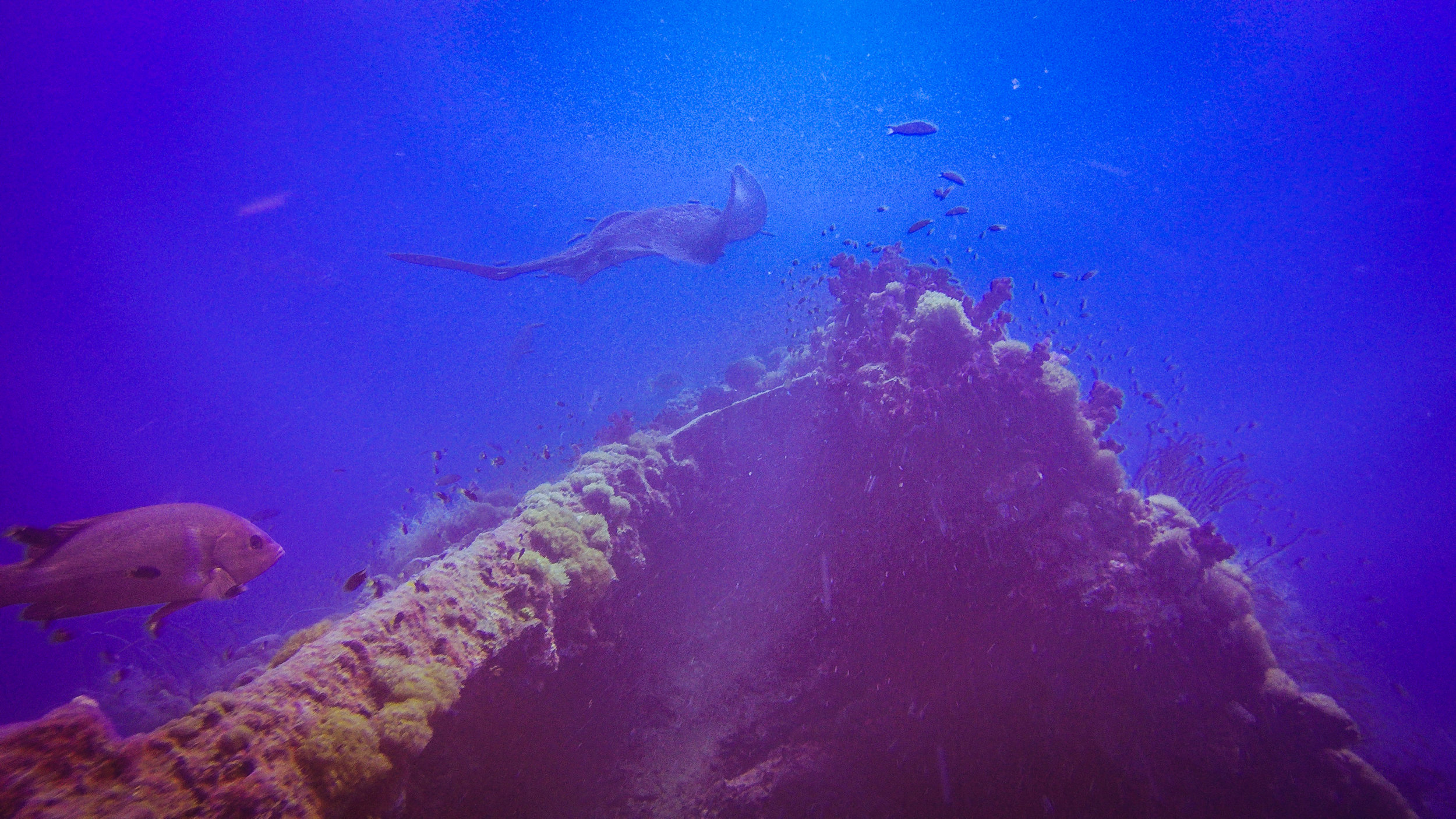  A southern stingray swims above the S.S. Yongala. 