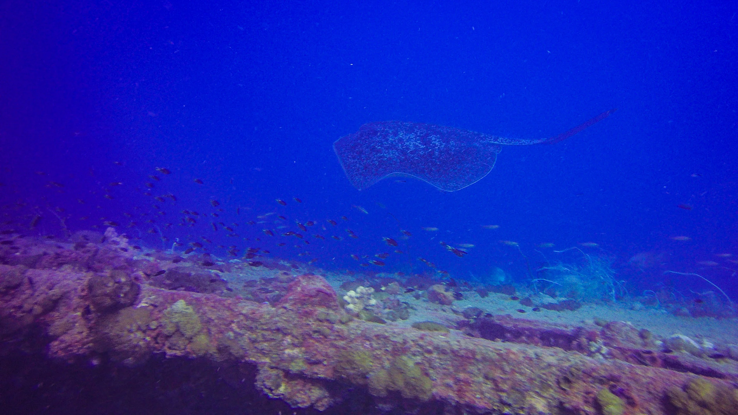 Southern stingray around the S.S. Yongala.