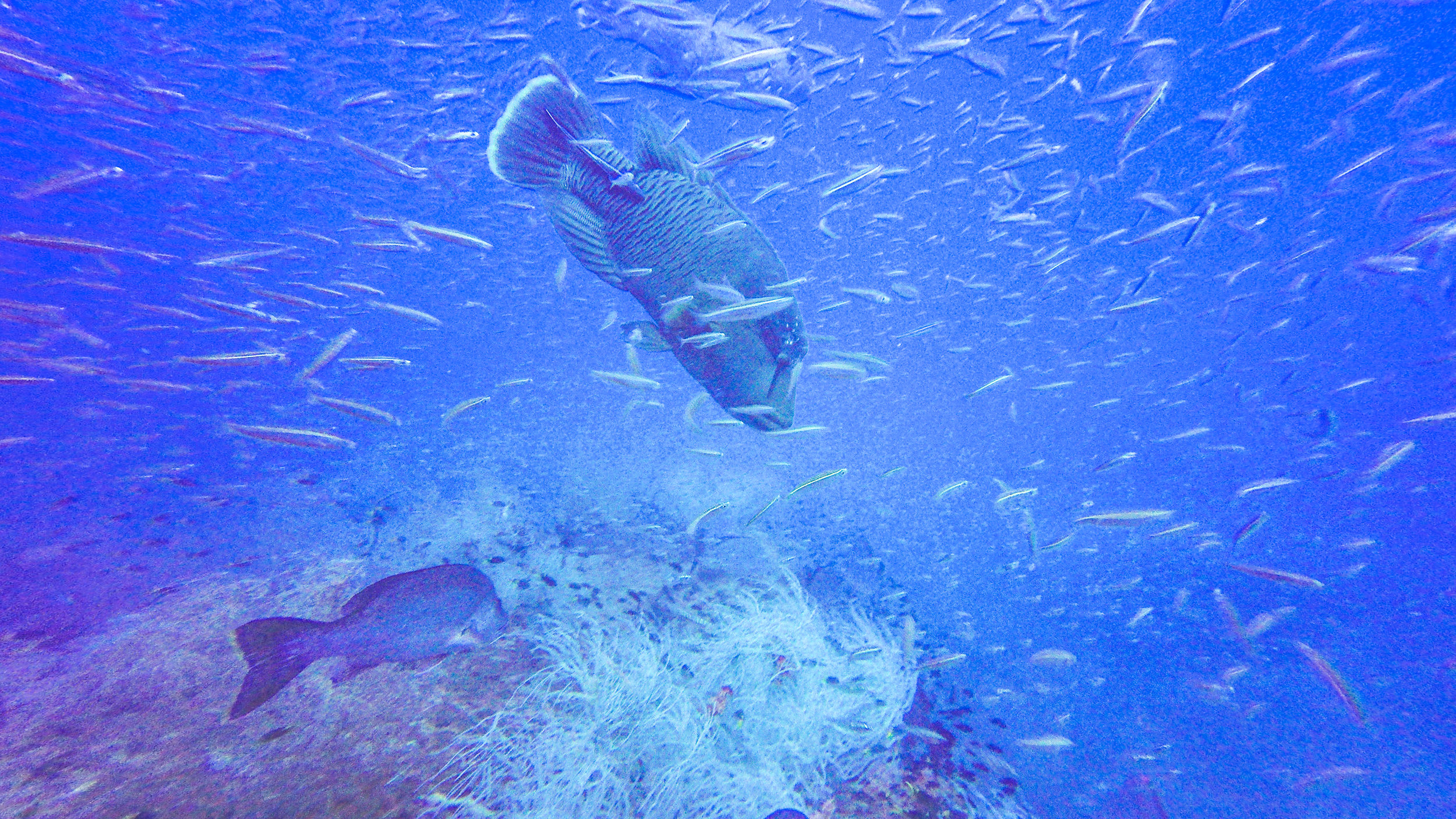  Maori wrasse around the S.S. Yongala. 