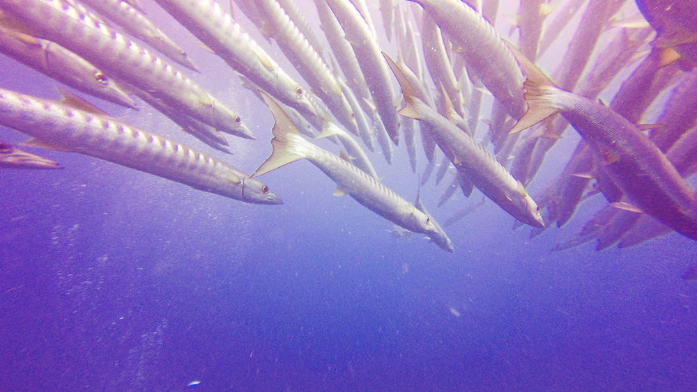 A school of barracuda around the S.S. Yongala. 