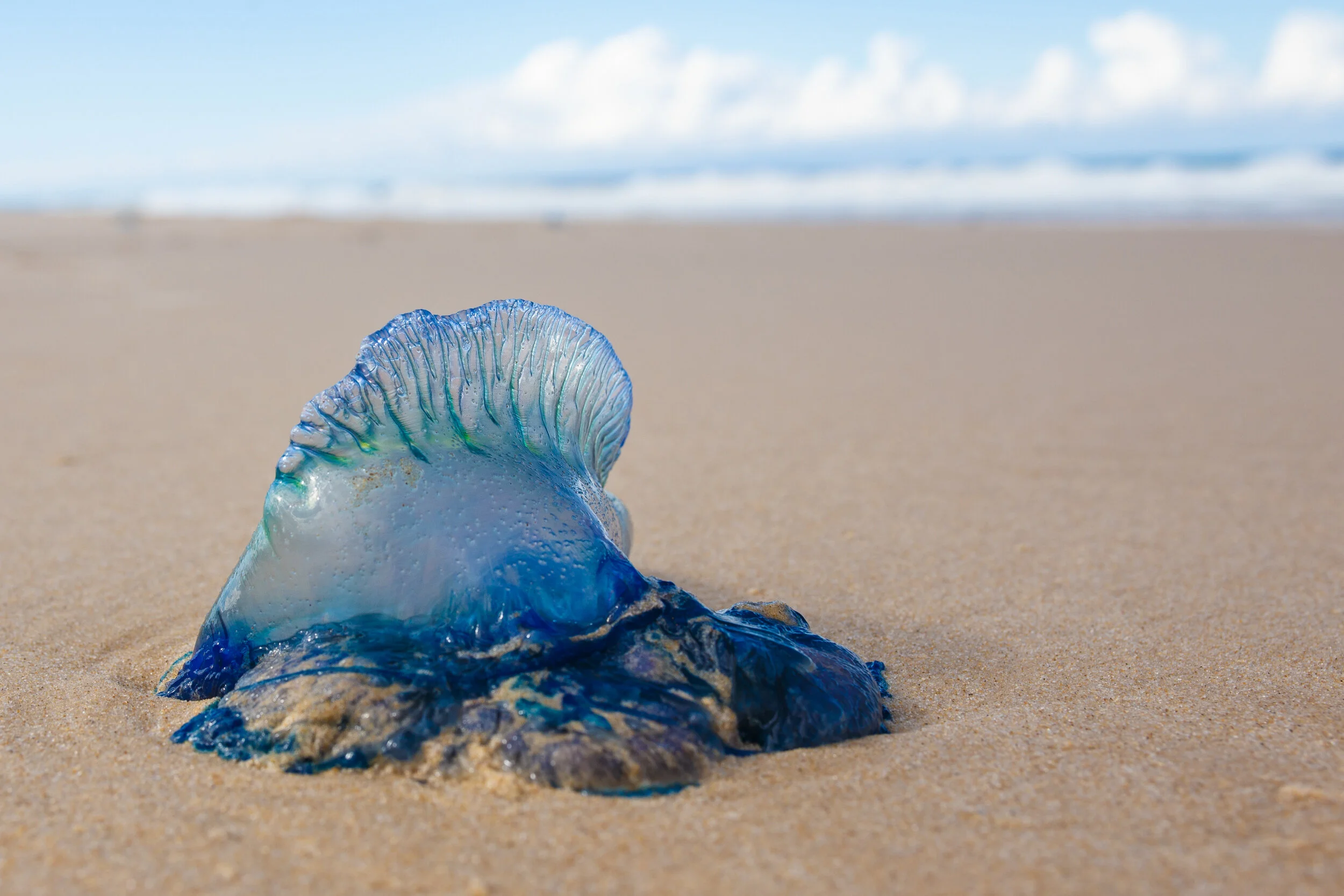 Portuguese Man O' War in Noosa