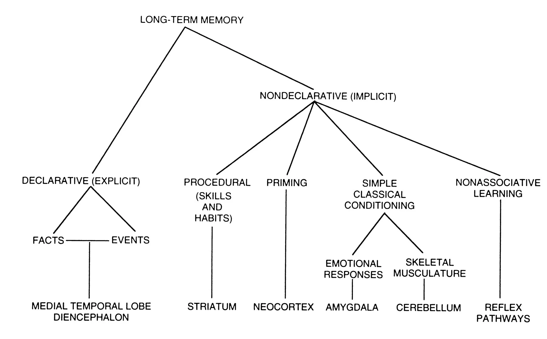 “A taxonomy of long-term memory systems together with specific brain structures involved in each system.”
