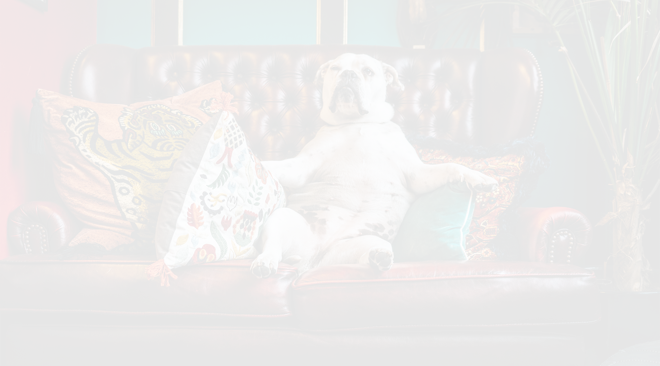 Toprock_Testimonials_Dog.png