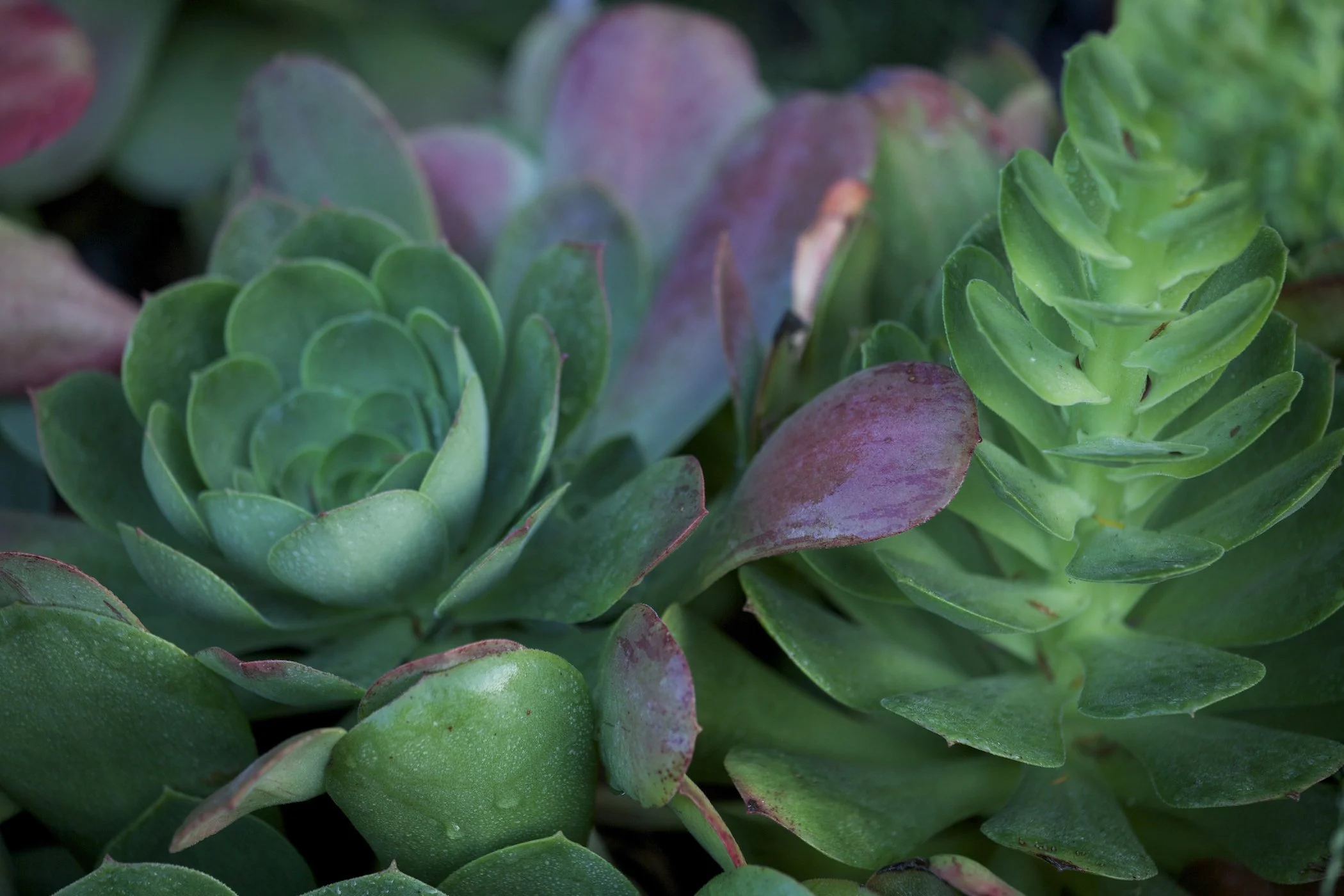 Layered plants macro copy.JPG
