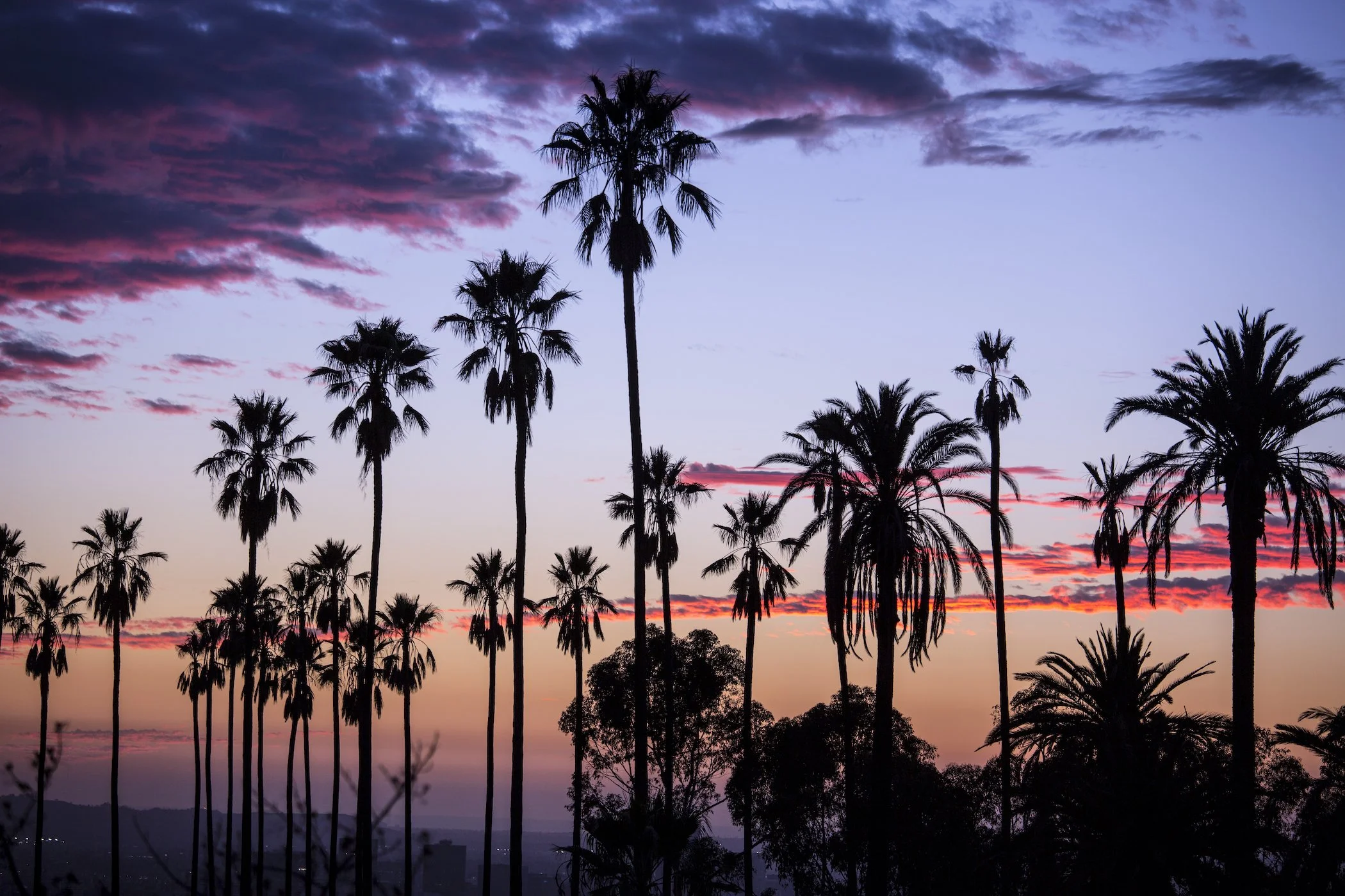 Palm Trees at Angels Point, Los Angeles