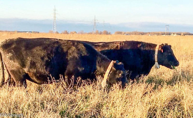 GPS collars record cattle behaviour