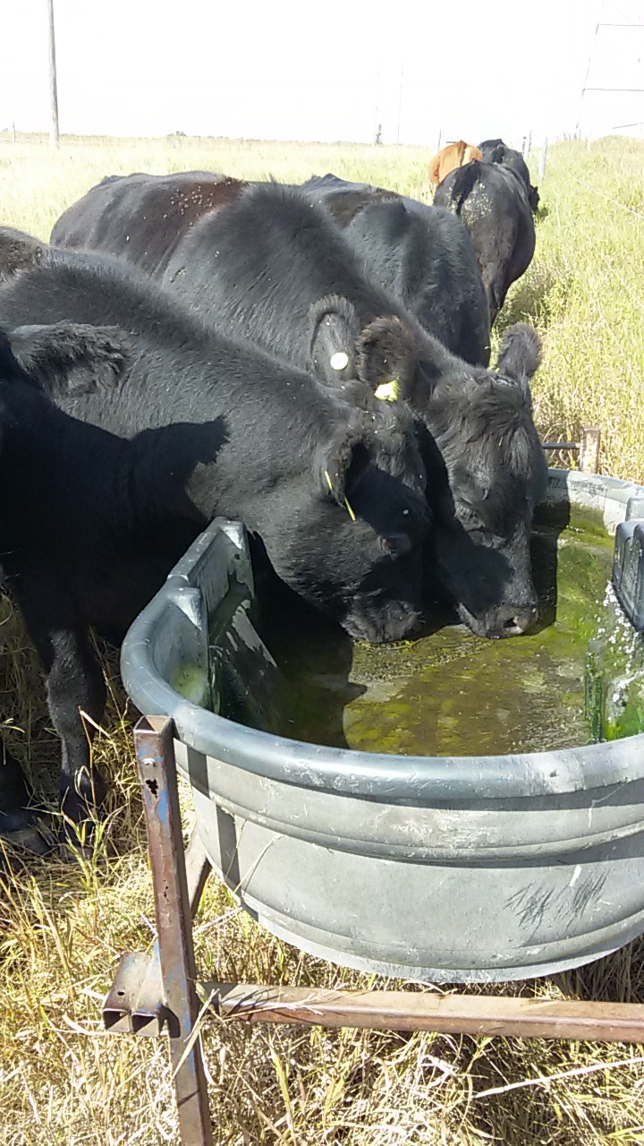 Water trough on Johnson summer system