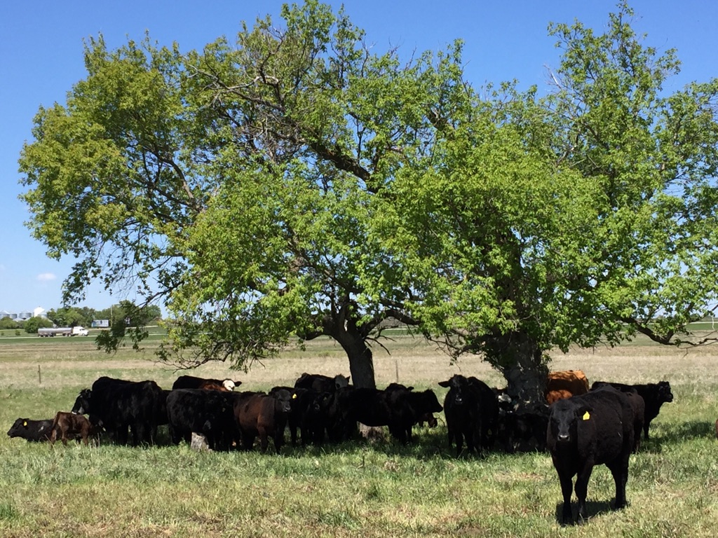 Cattle Grazing at First Street