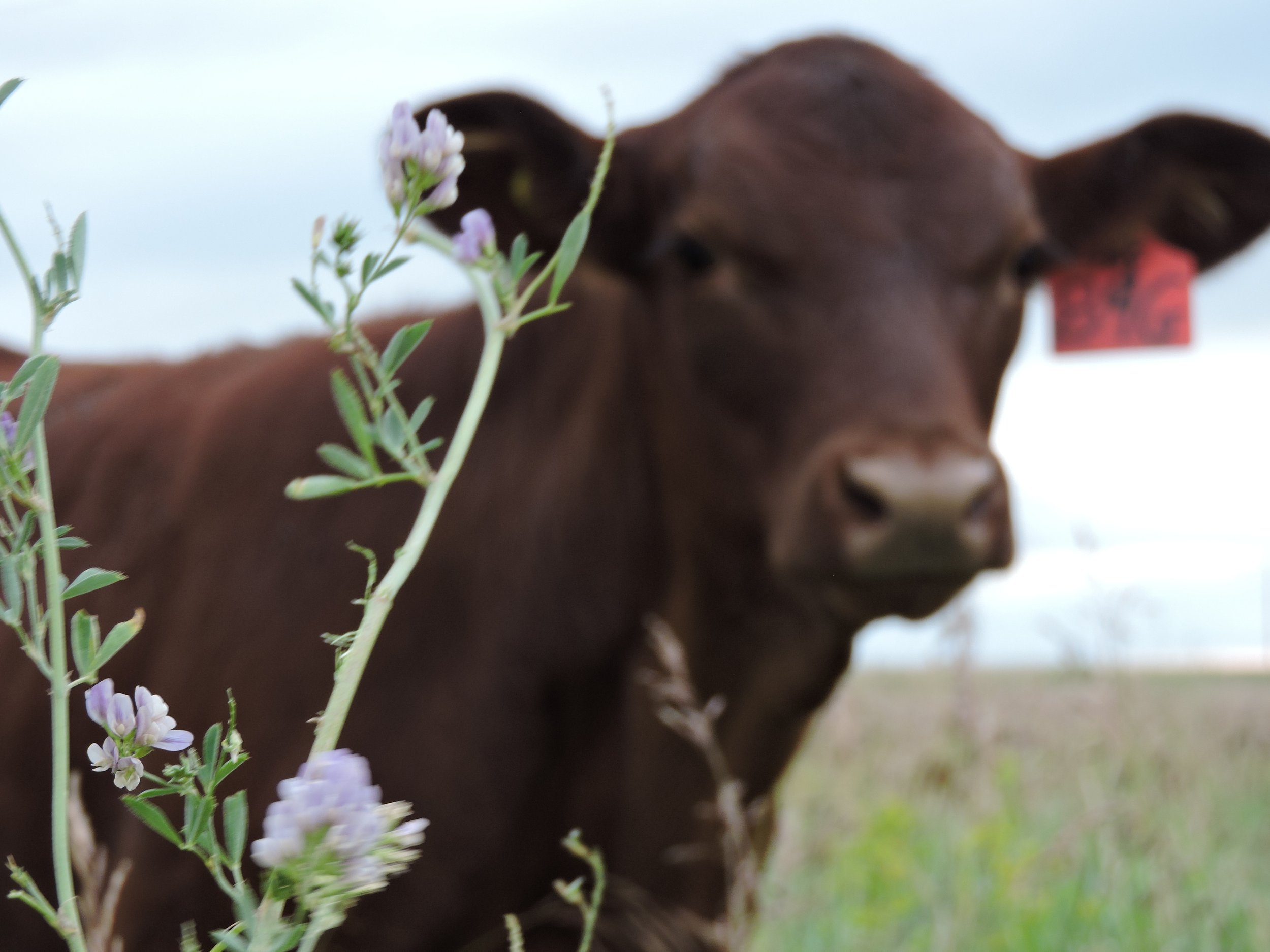 Calf beside an alfalfa plant
