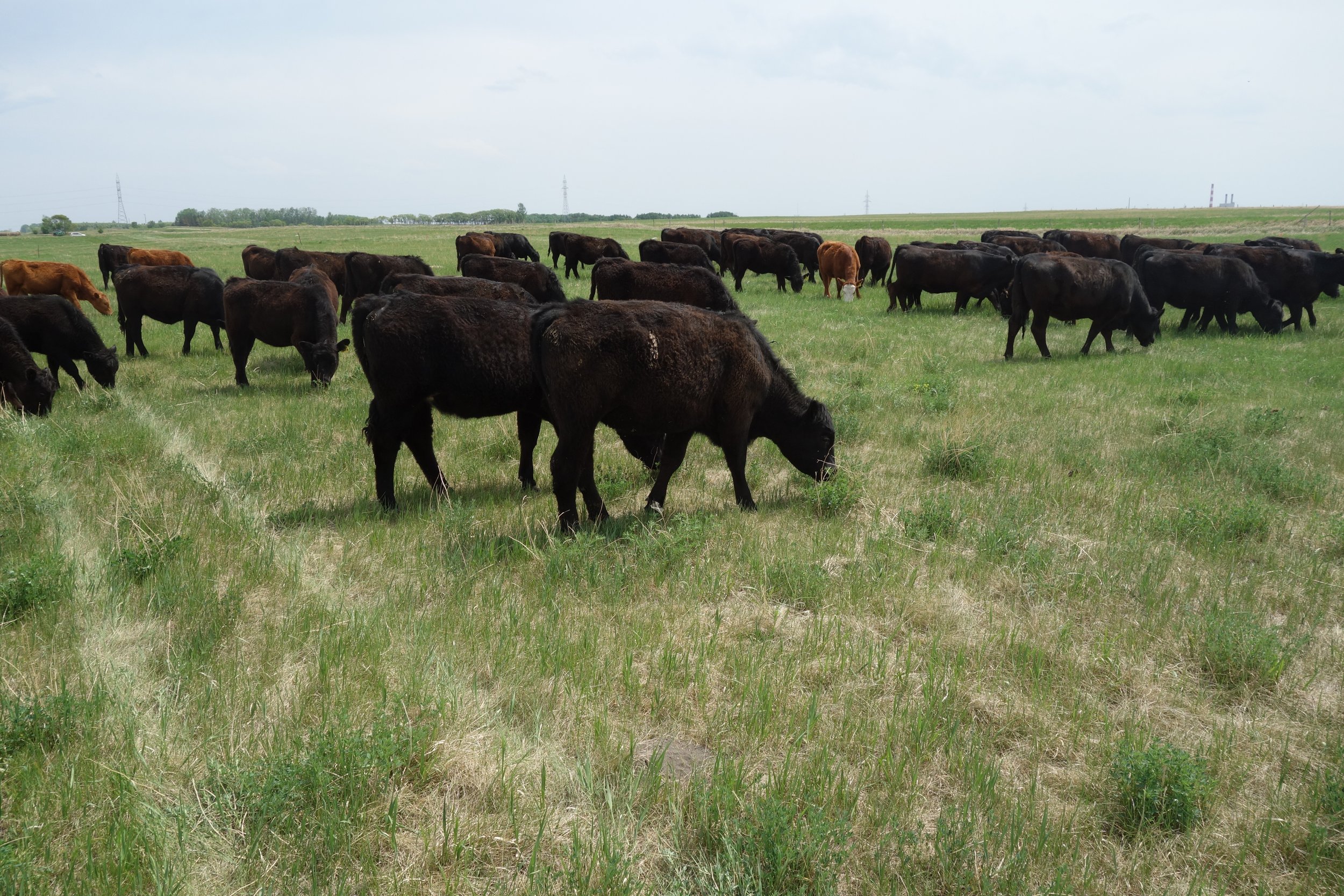 Grazing suppression and mob seeding