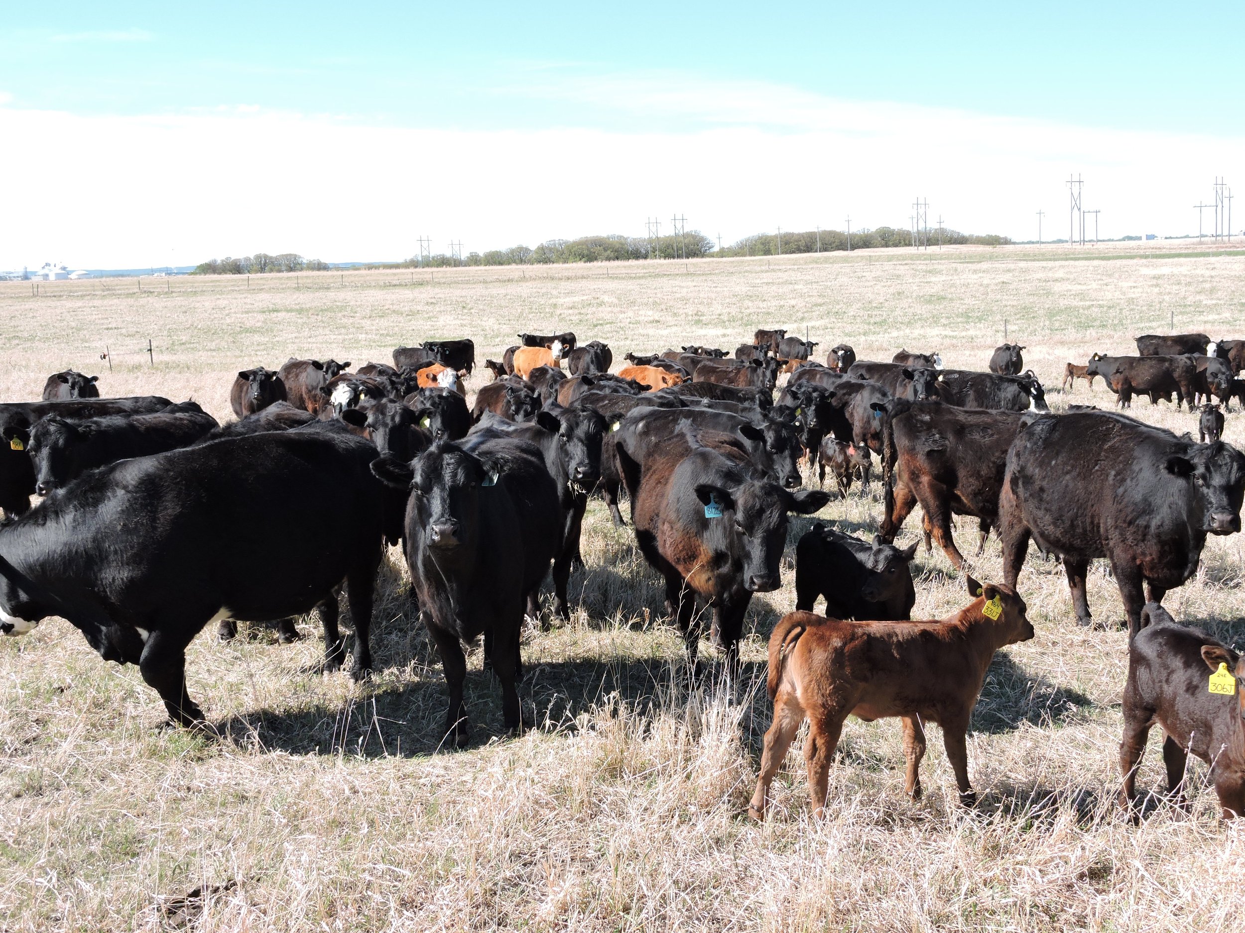 Early season grazing reduces old biomass and suppresses grass competition