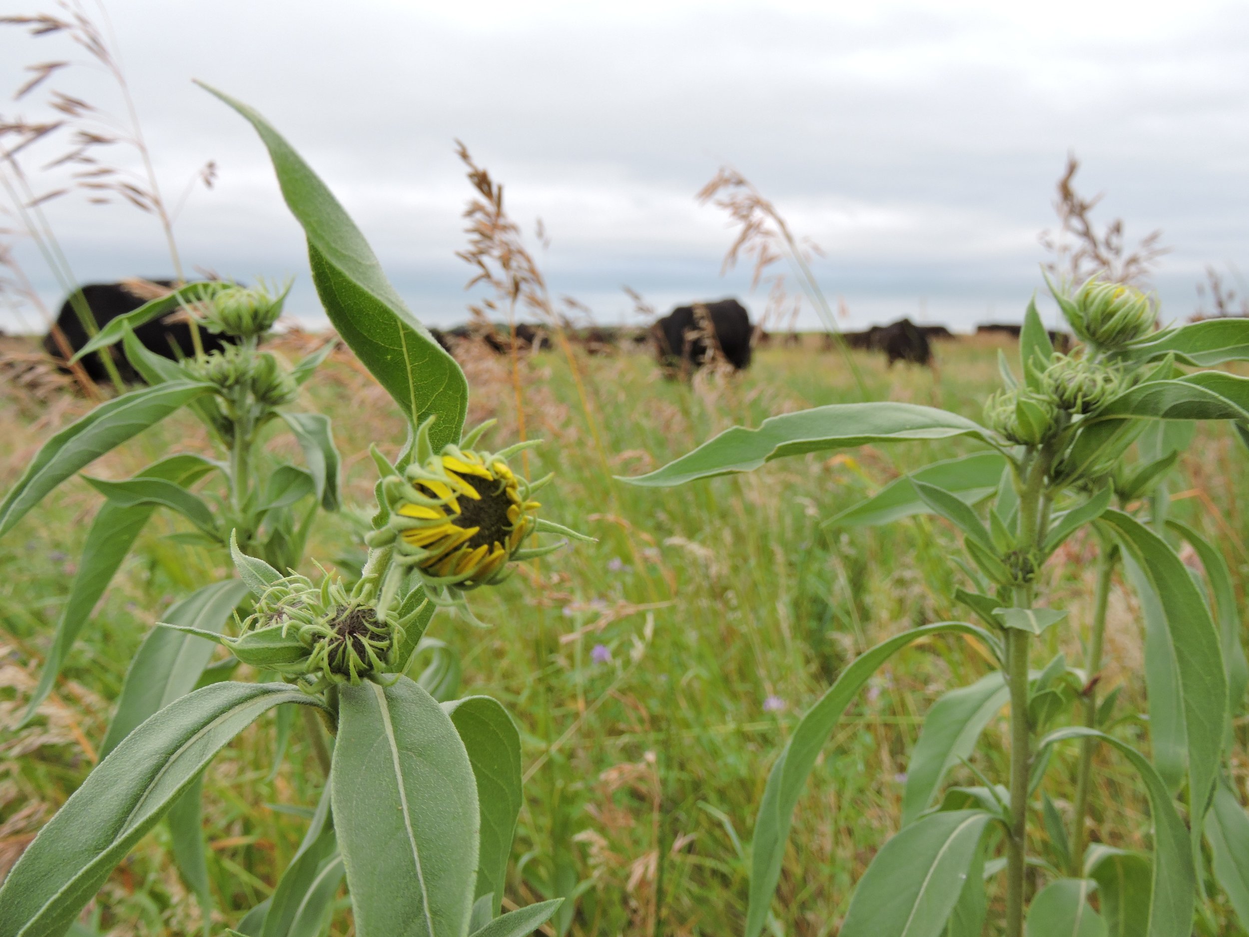 Cattle graze in established pollinator habitat