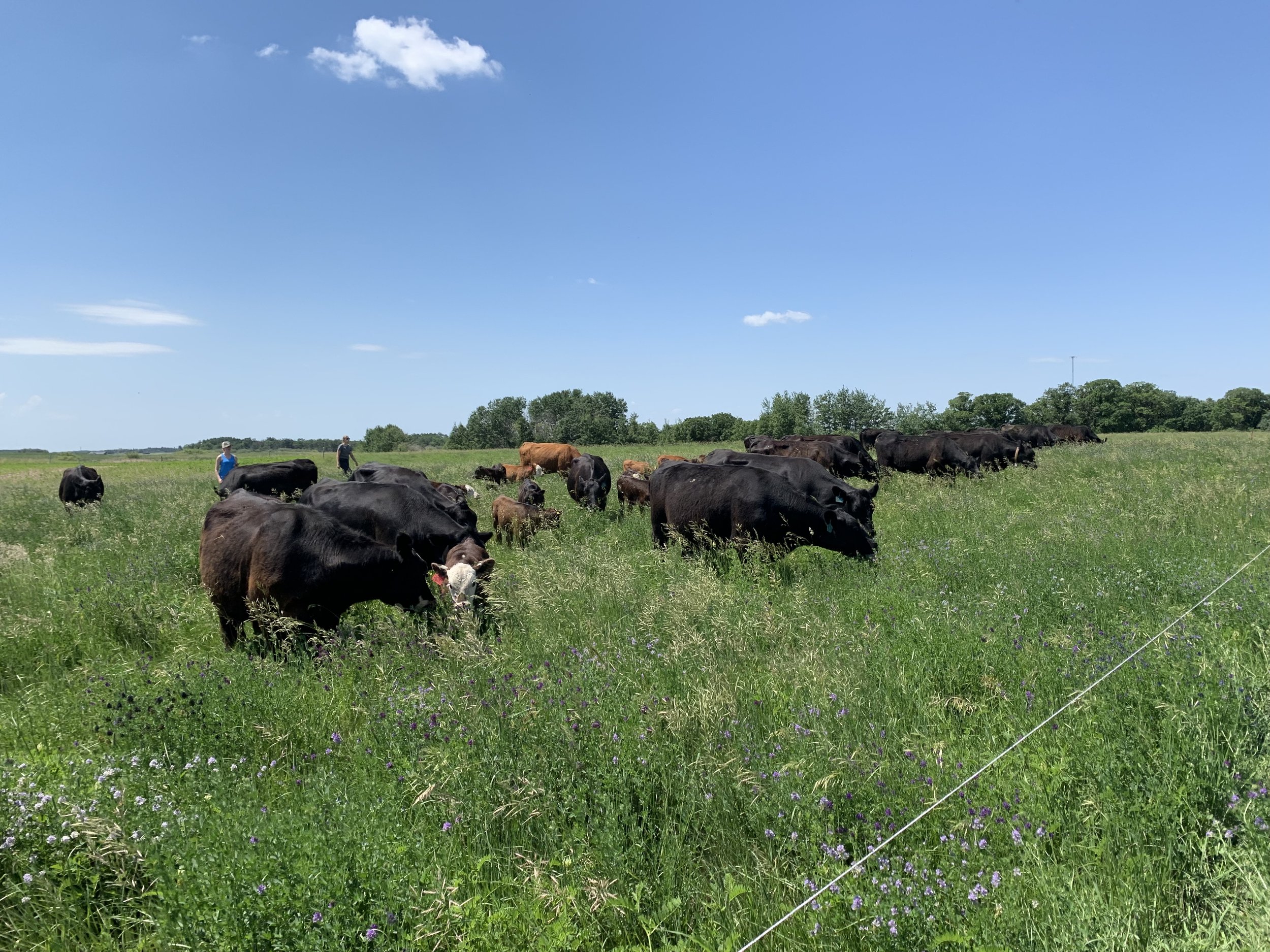  Cows grazing on a planned grazing cell. June 30, 2021. 