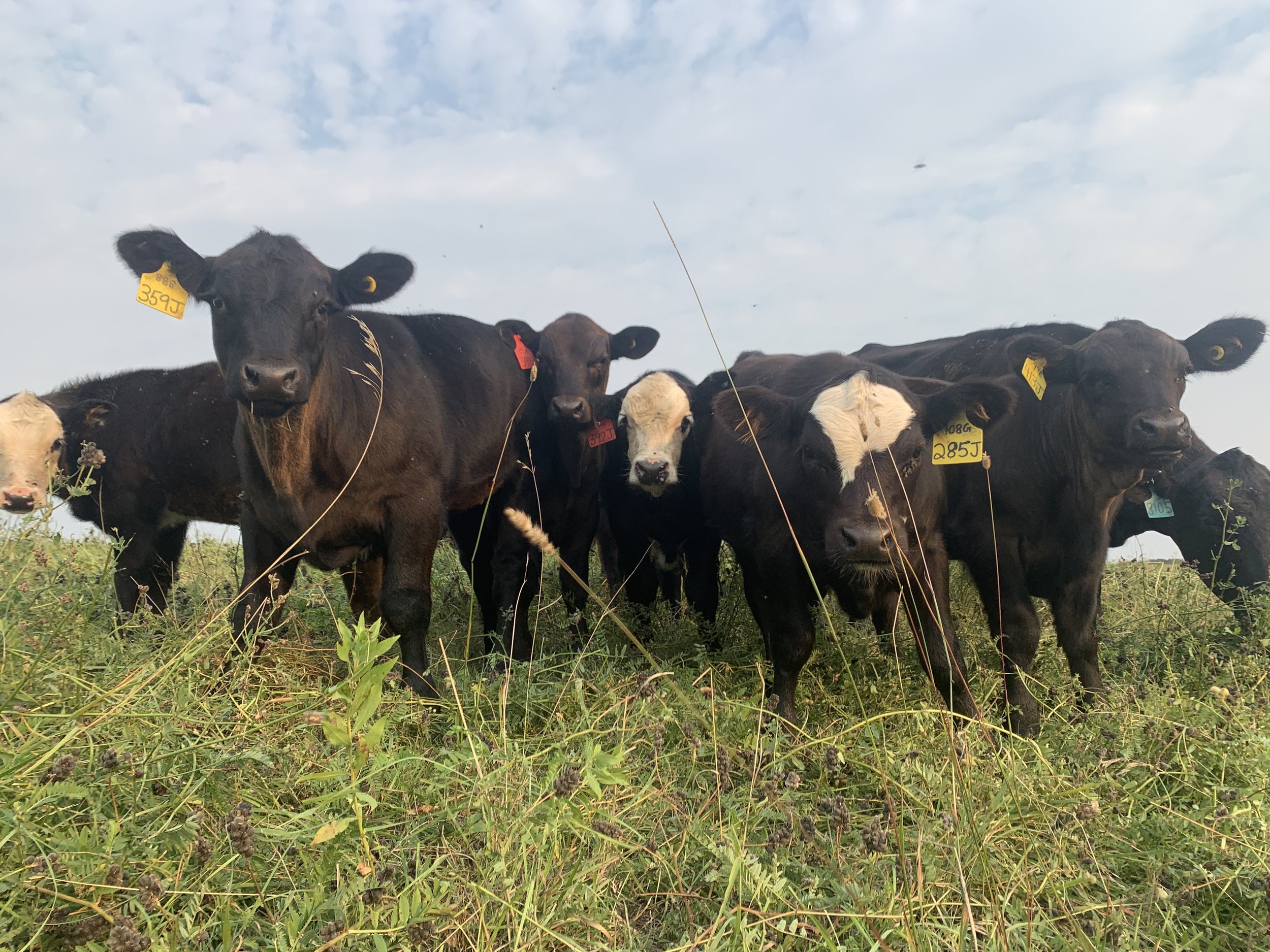 Calves with Angus and Hereford sires grazing summer 2021.