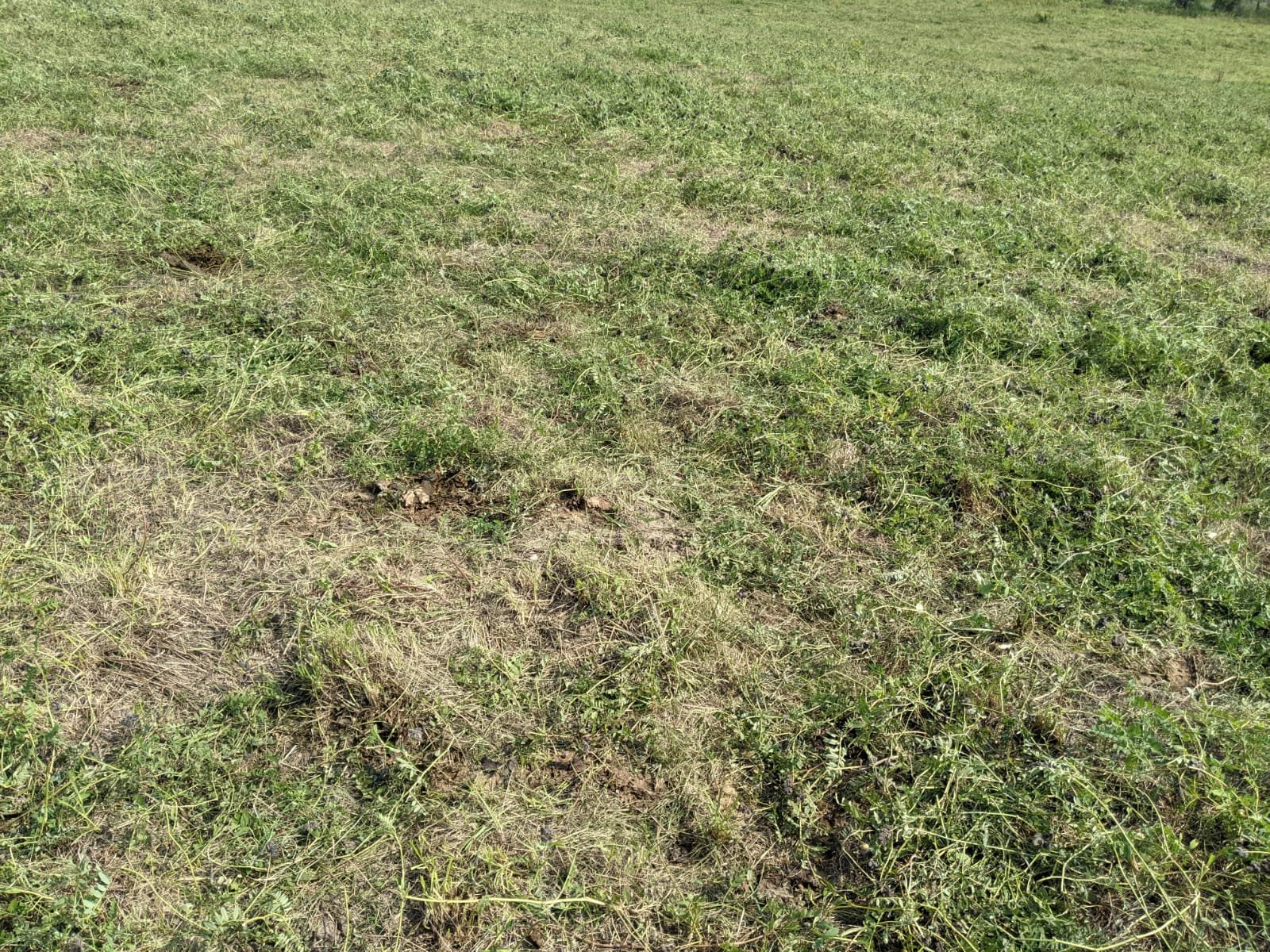  Residue on a planned grazing cell 1 day post-graze. 
