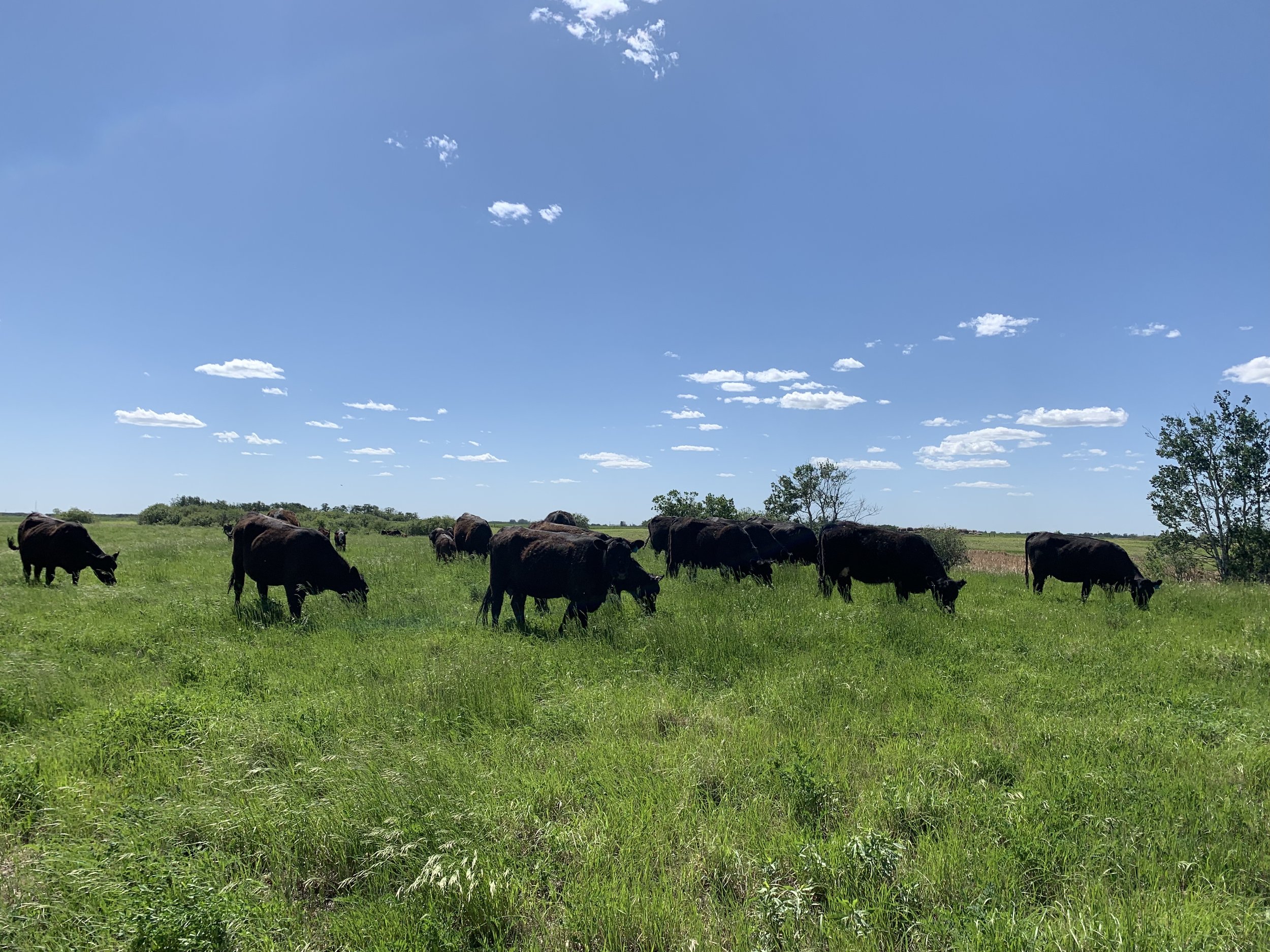  Cattle on the continuous grazing treatment, June 2021. 