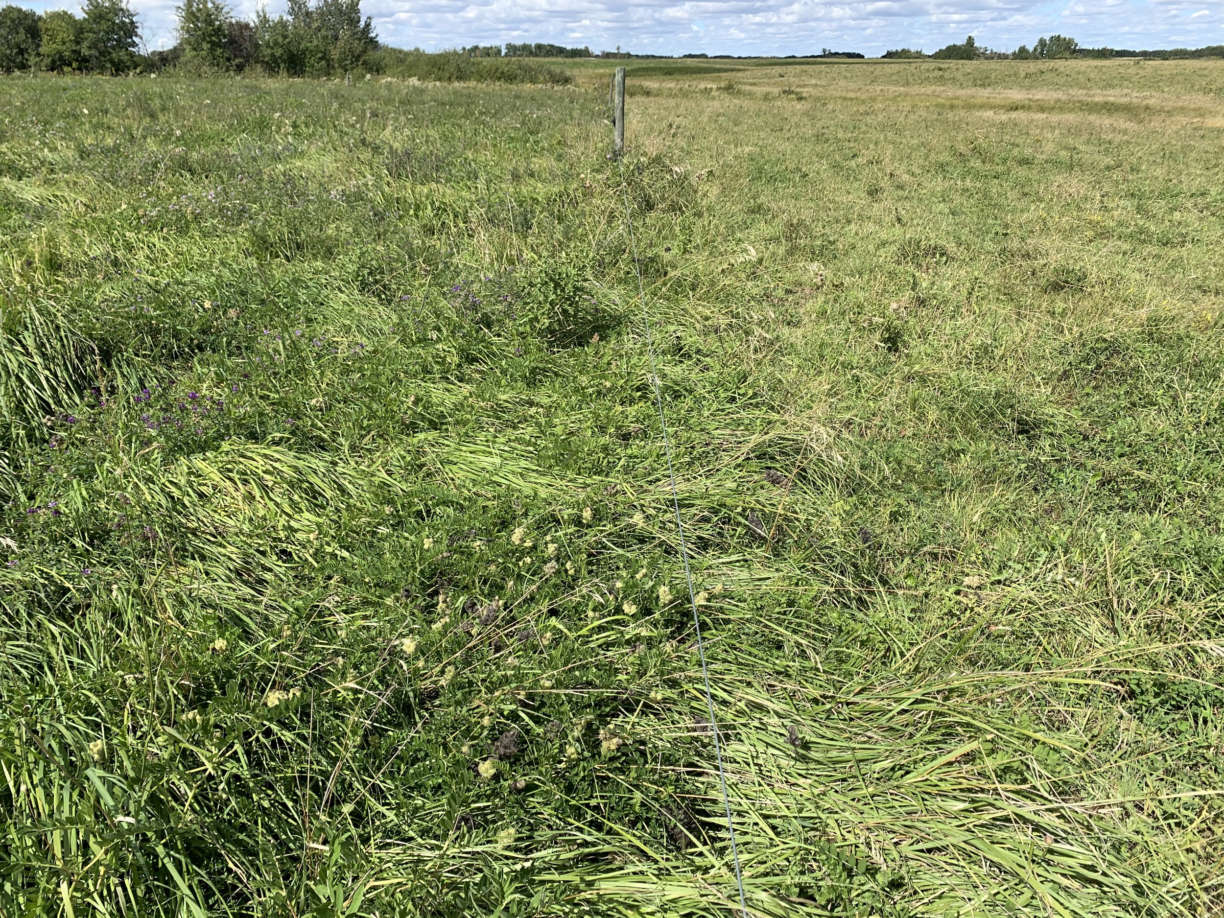  Fenceline comparison of the planned (left) and continuous (right) grazing treatments. September 4, 2020. 