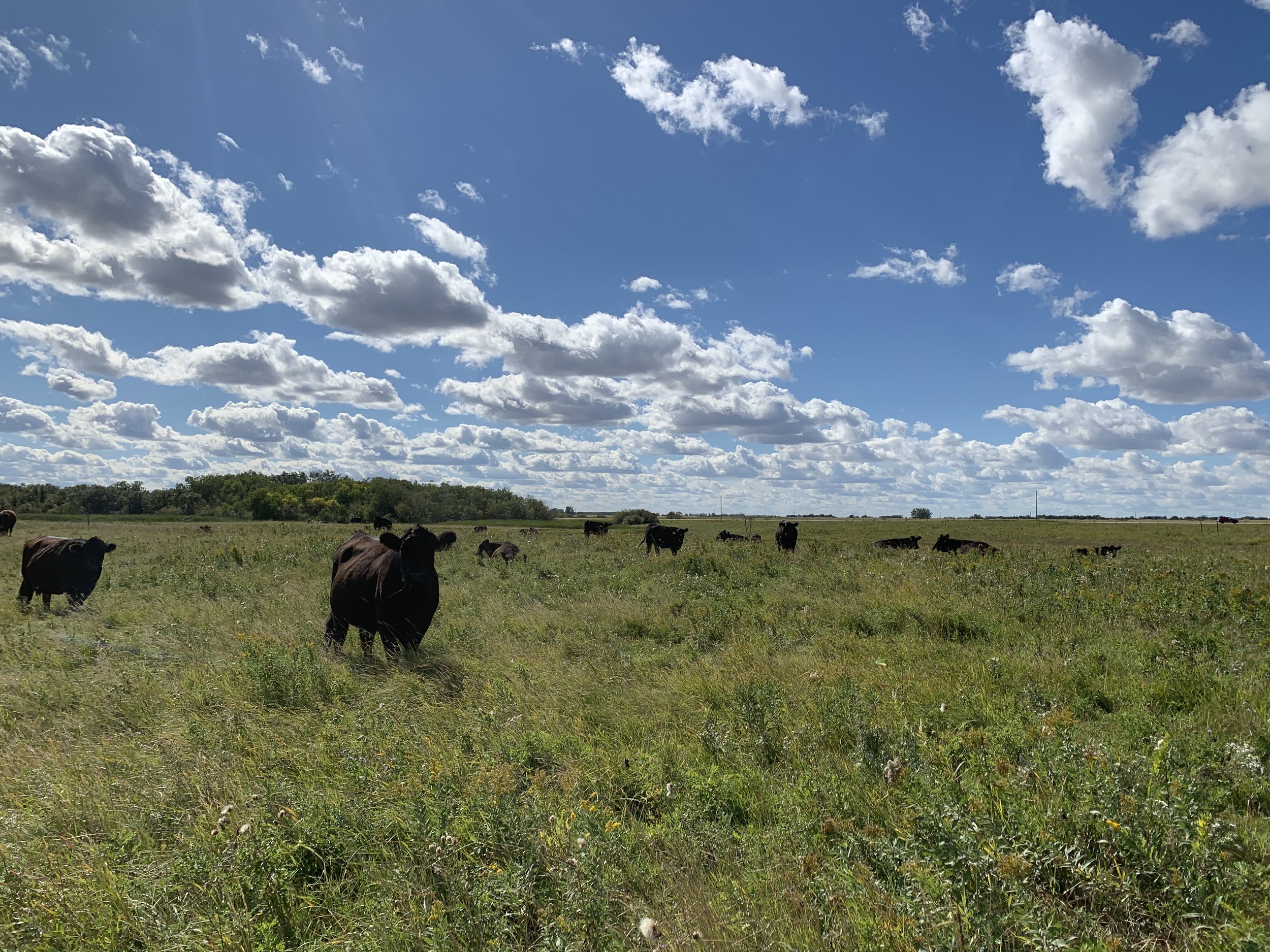  Cattle on the continuous grazing treatment, September 2020. 