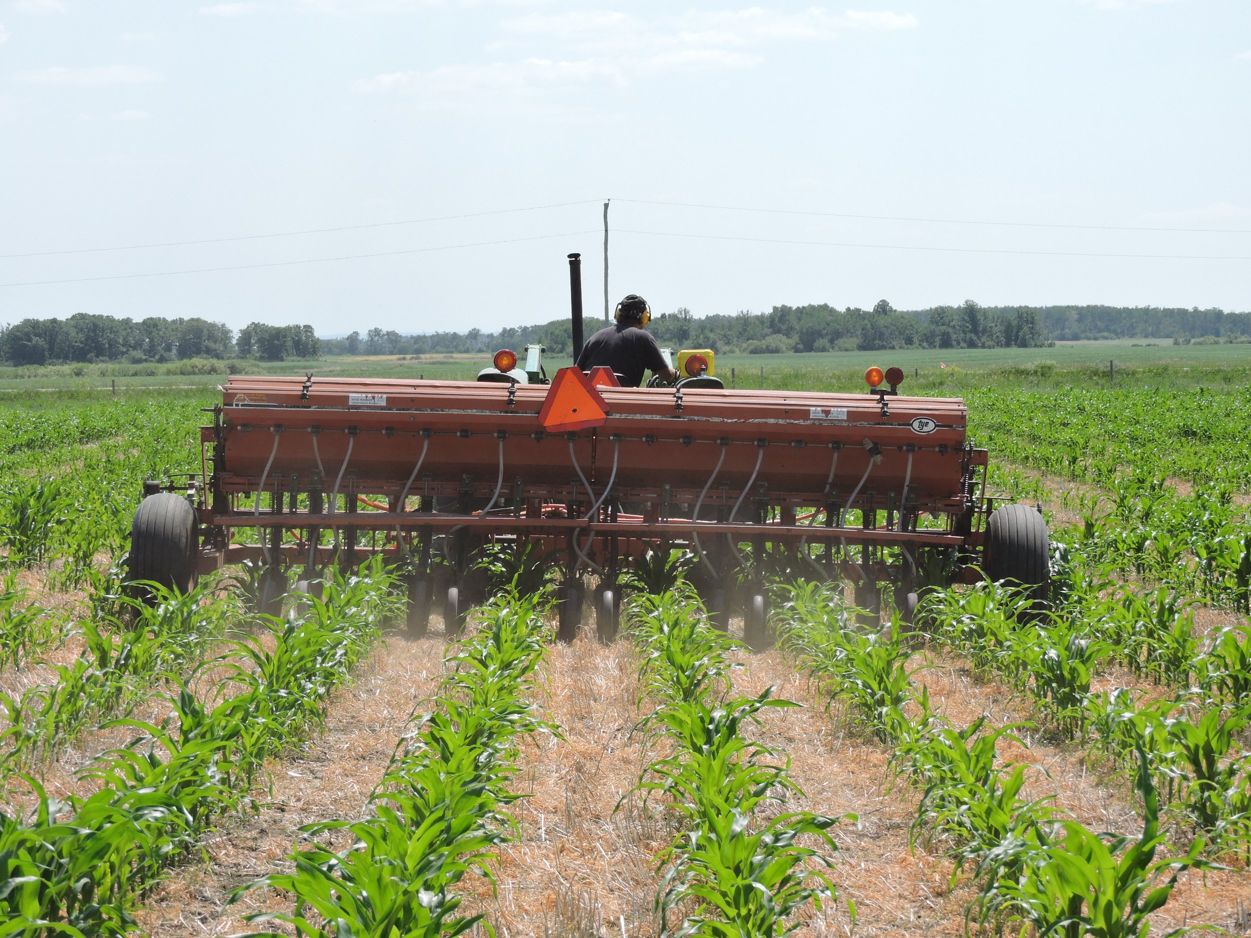 Seeding intercrop 30" corn rows