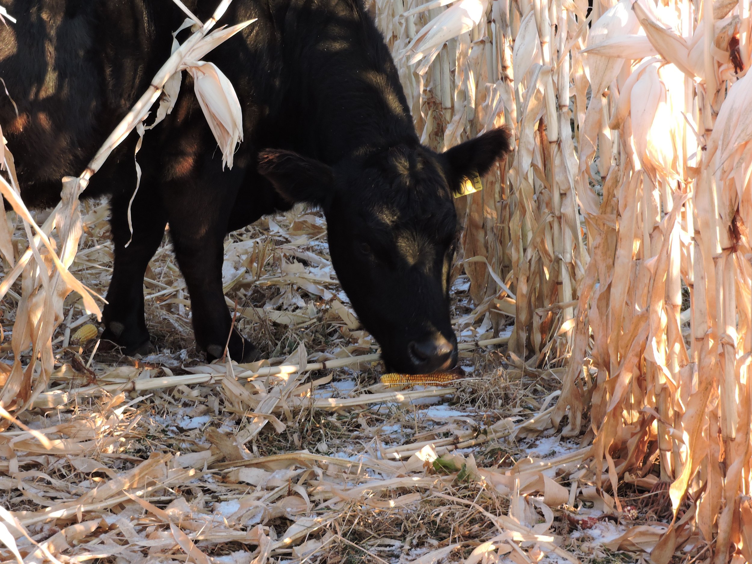Cow grazing corn intercrop 60" row