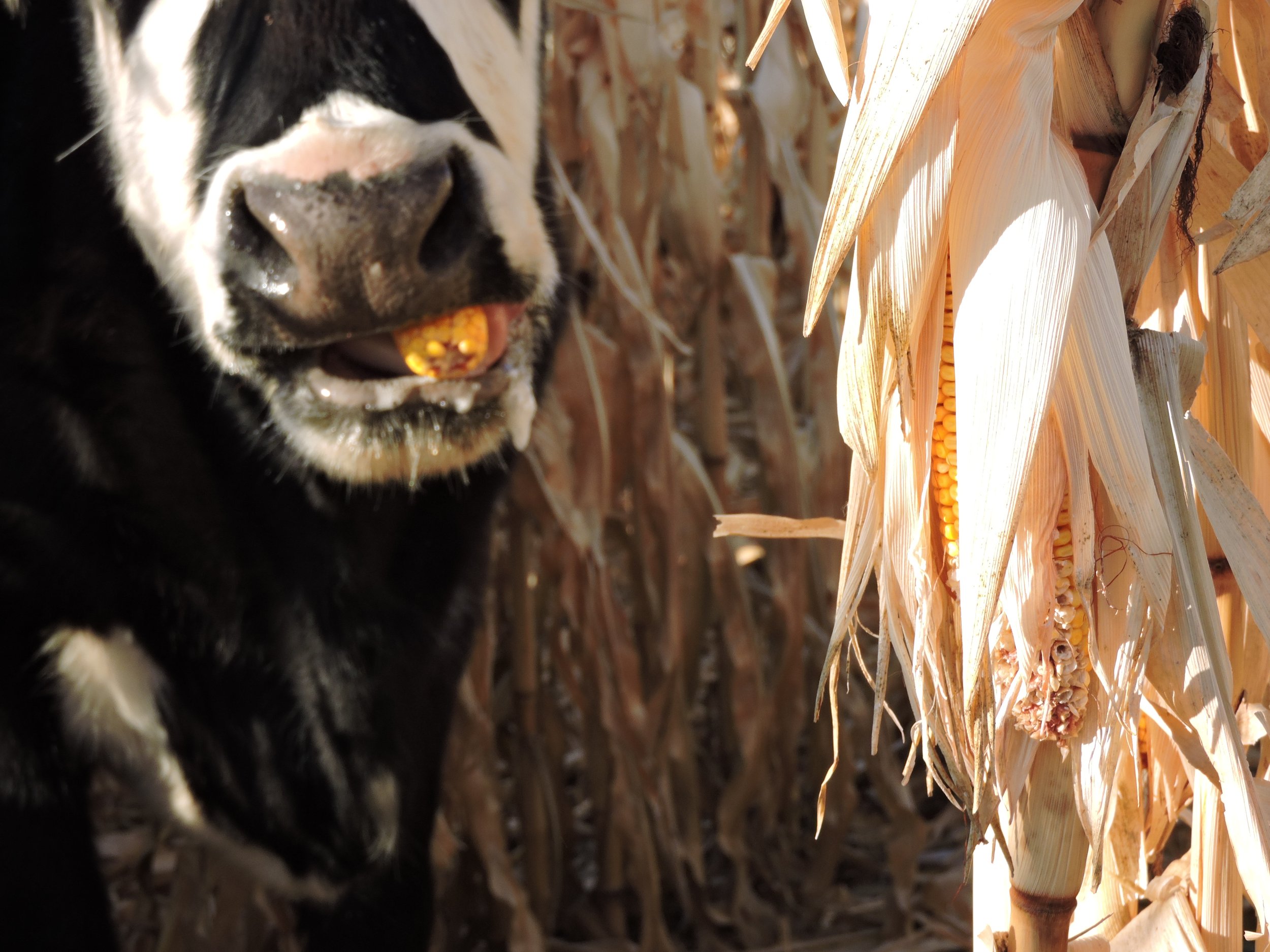 Cow eating a corn cob