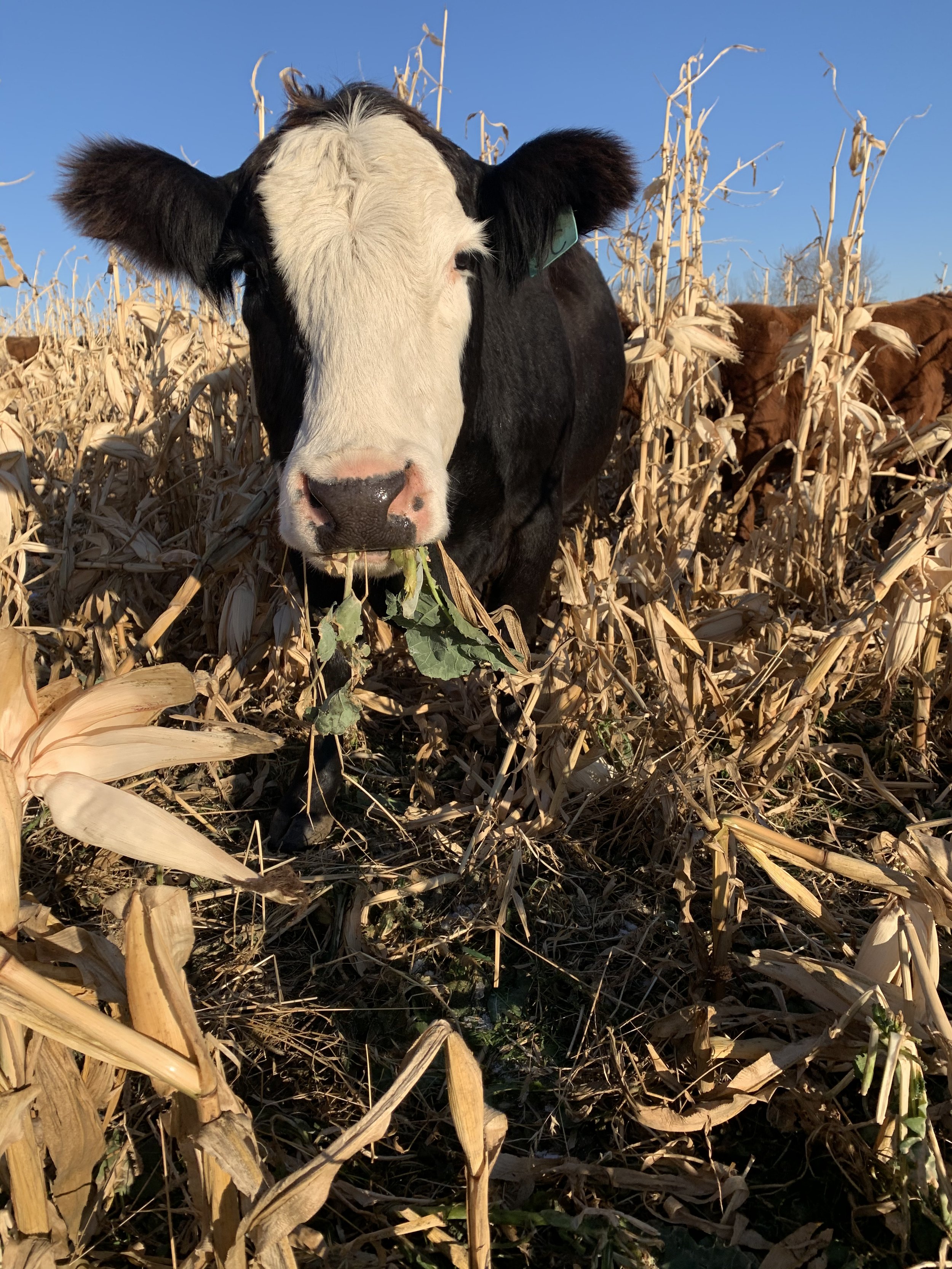 Cow eating the intercrop