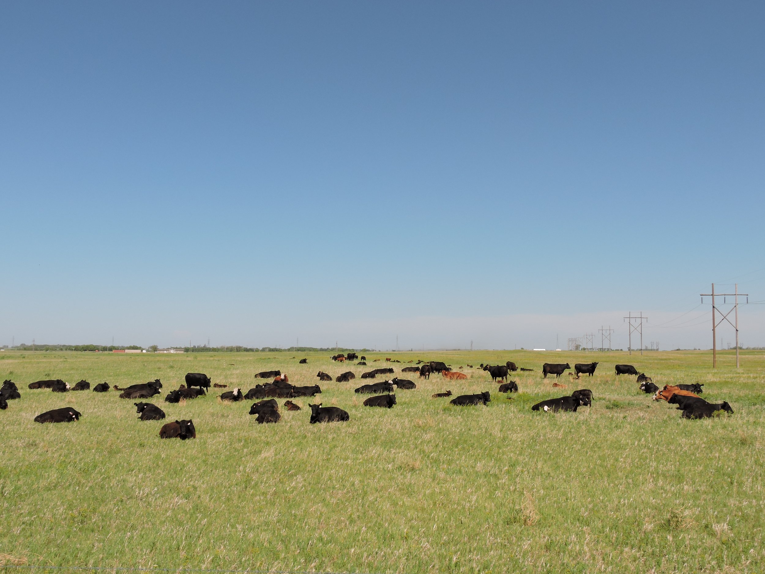 Herd of cows on the marginal pasture