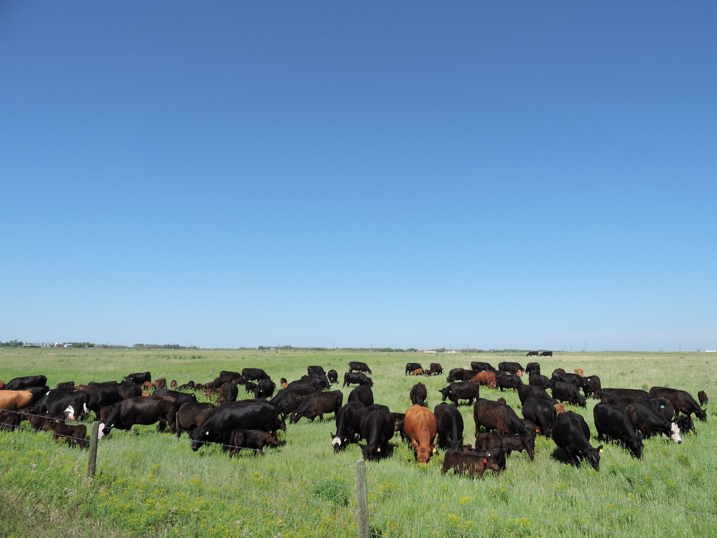 Cows recently moved to a new mob grazing cell
