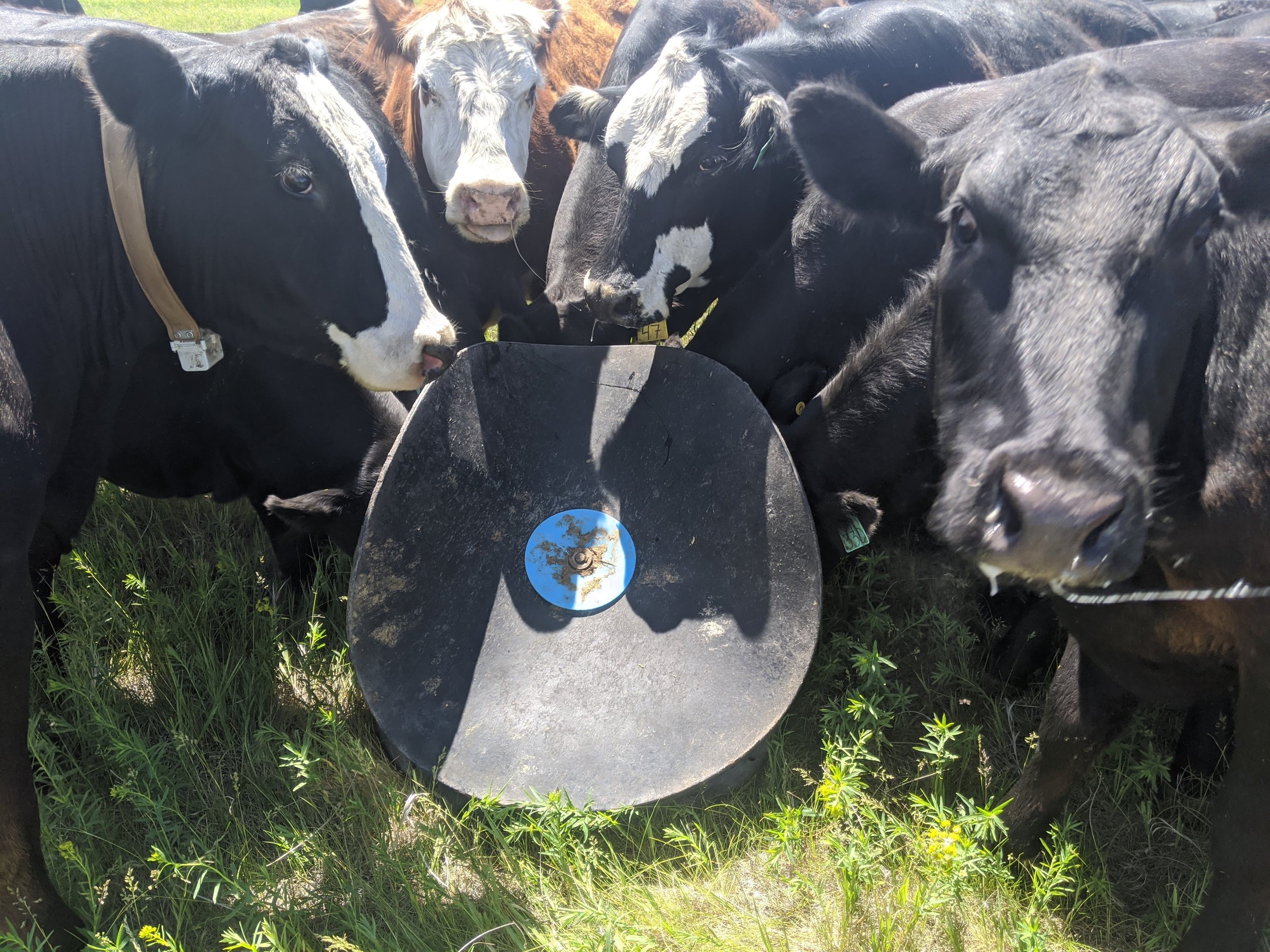 Mineral feeder placement used as a tool for cattle distribution